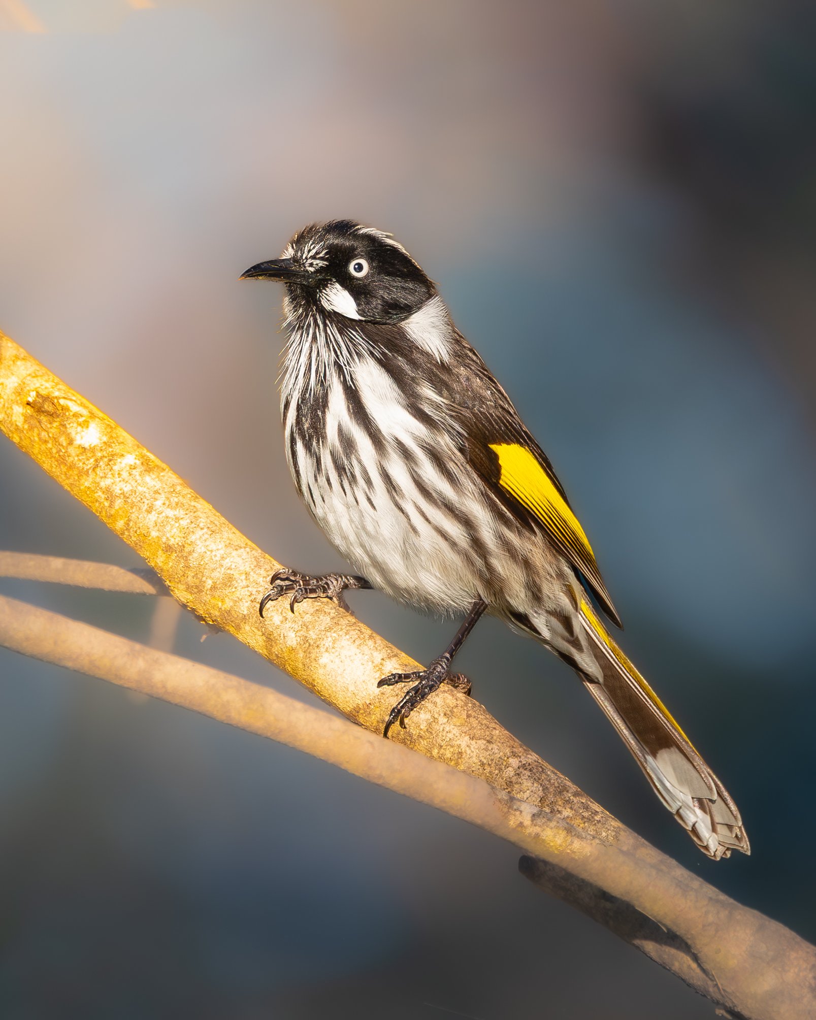 New Holland Honeyeater 004