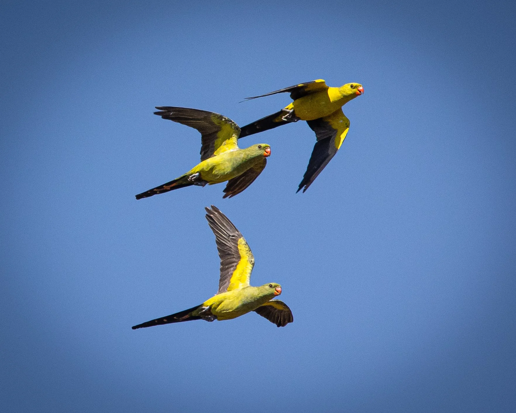 Regent Parrot 001