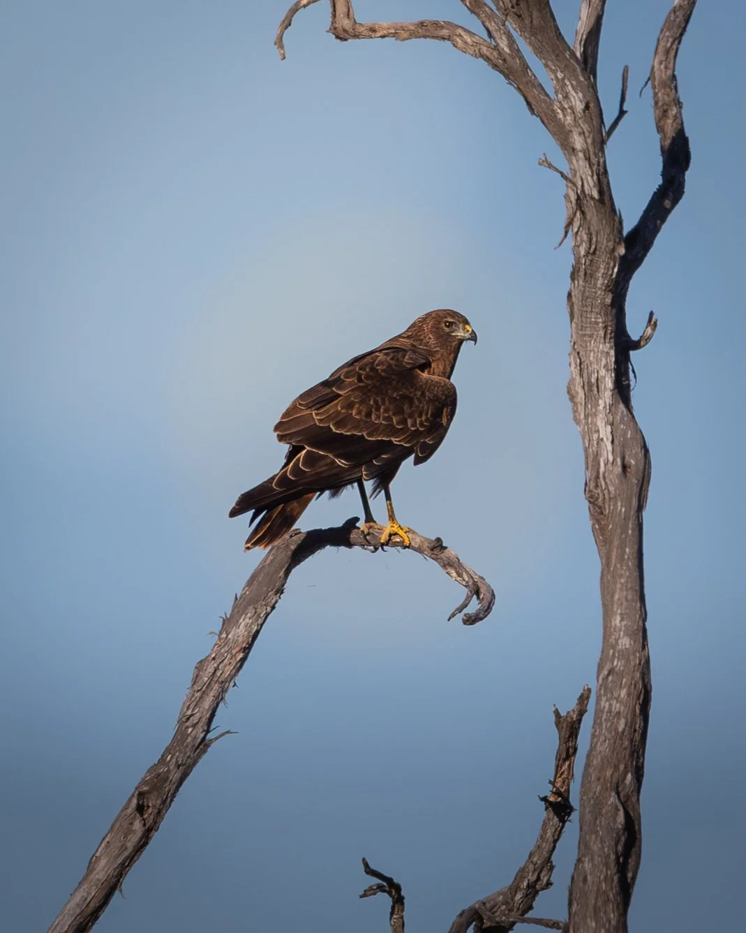Swamp Harrier (Circus approximans) BW 020725-1.jpg
