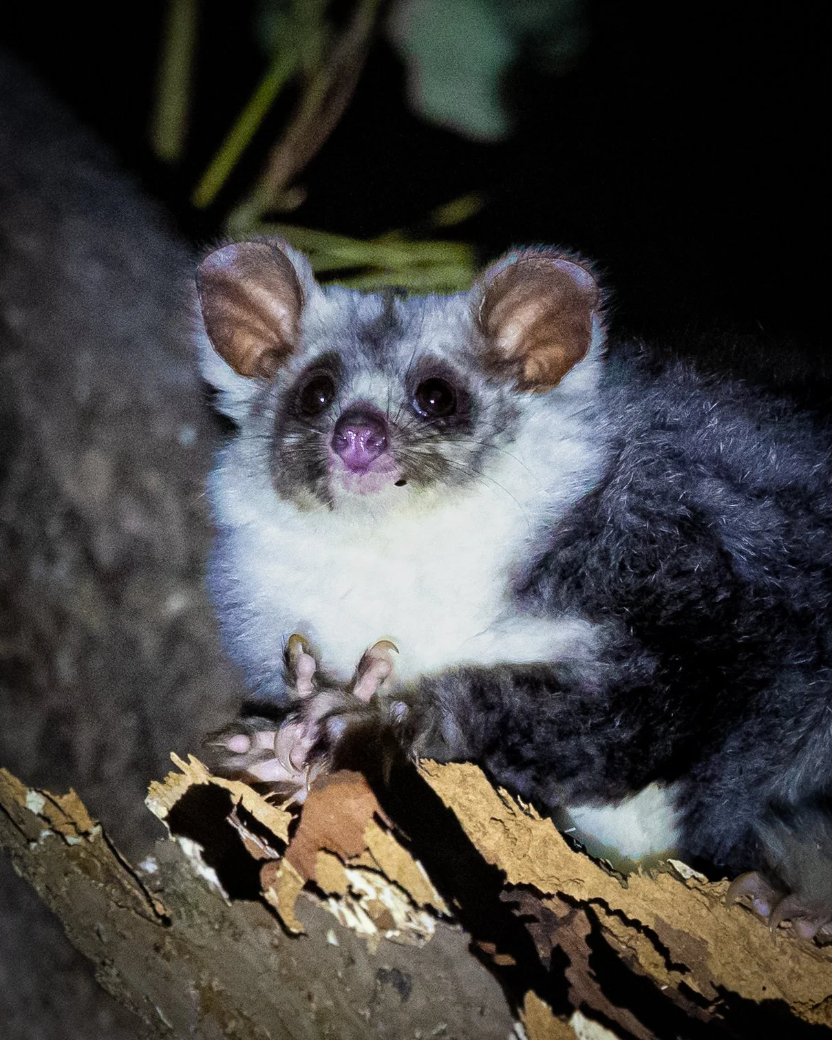 Southern Greater Glider 006