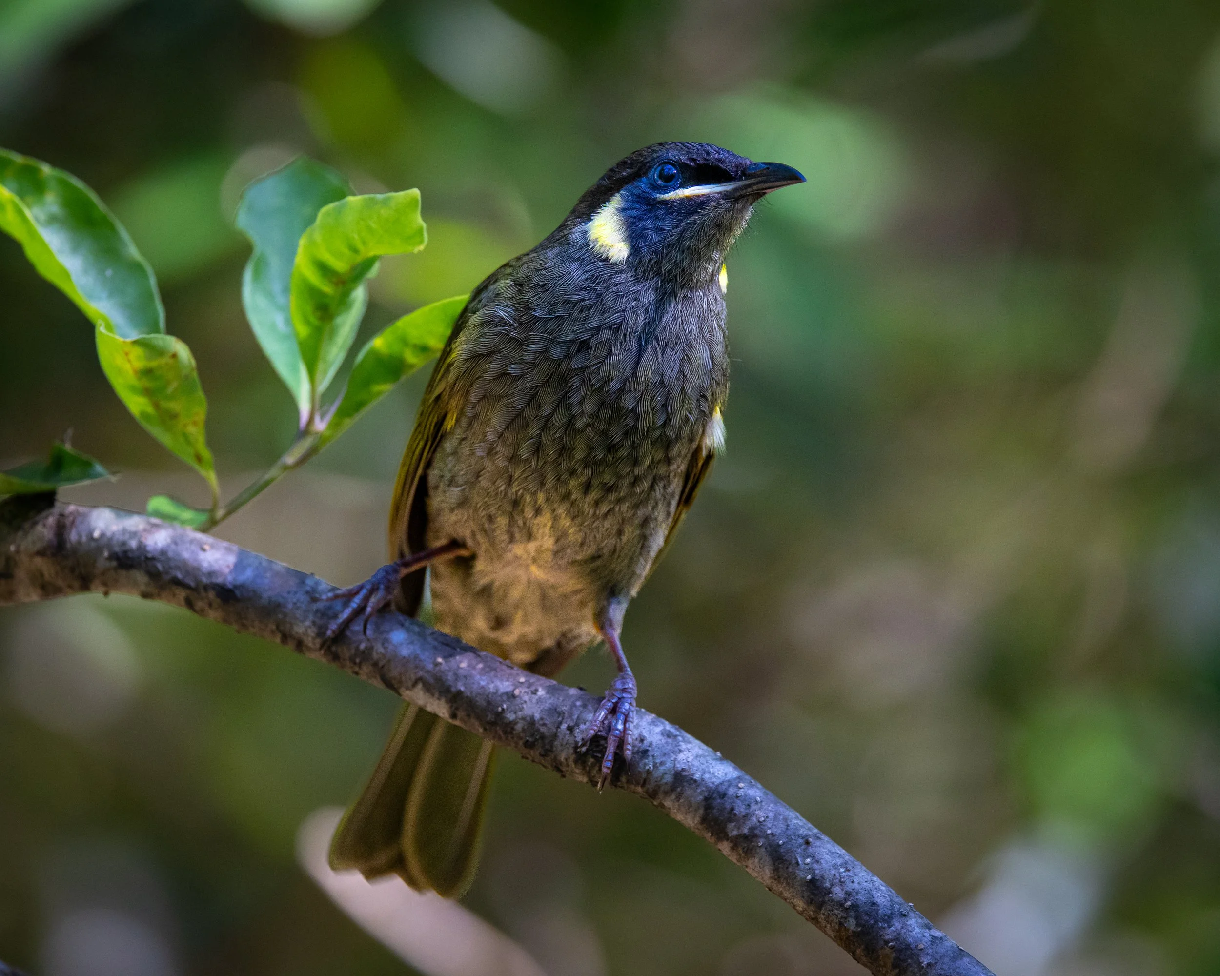 Lewin's Honeyeater 001