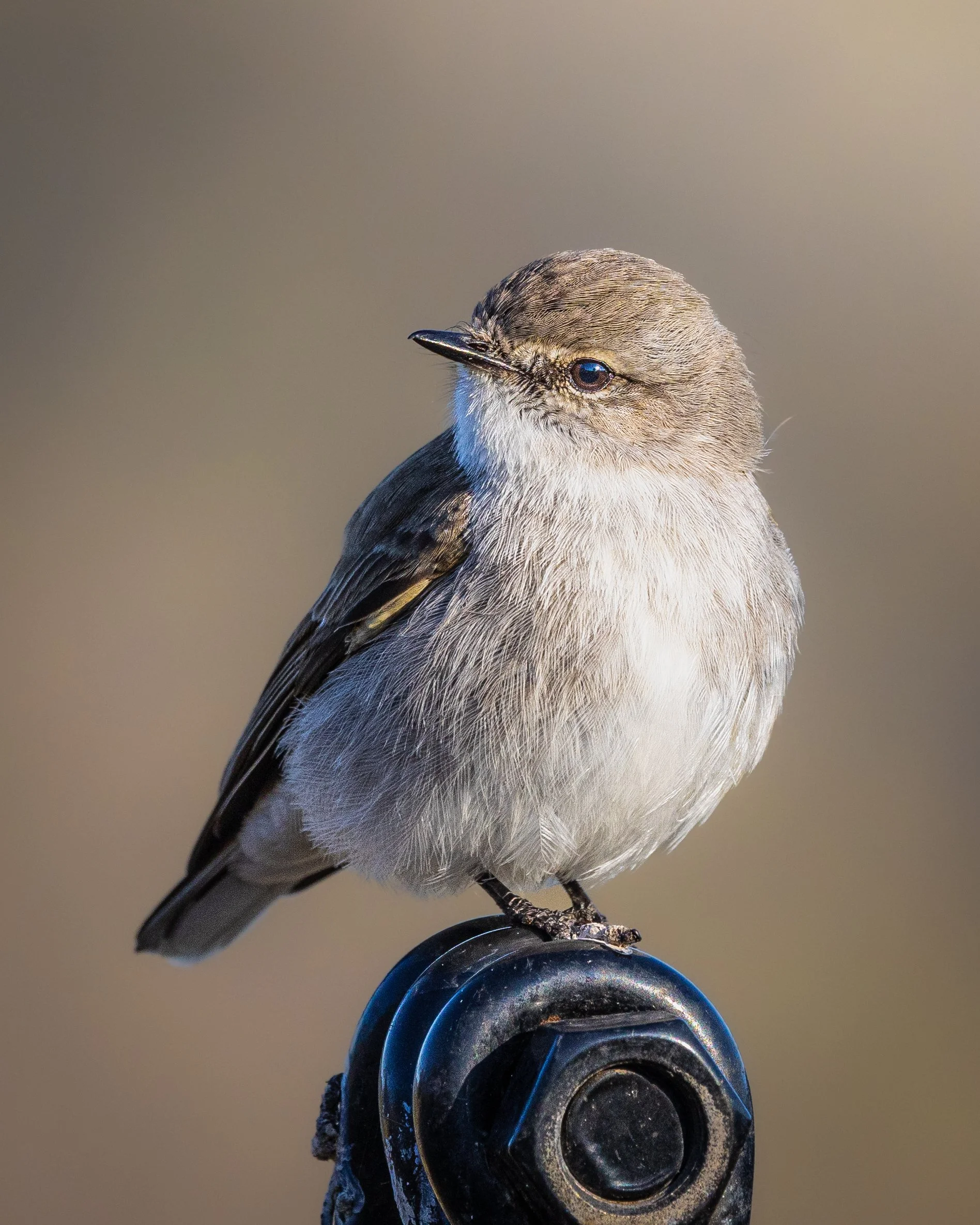Jacky Winter 001