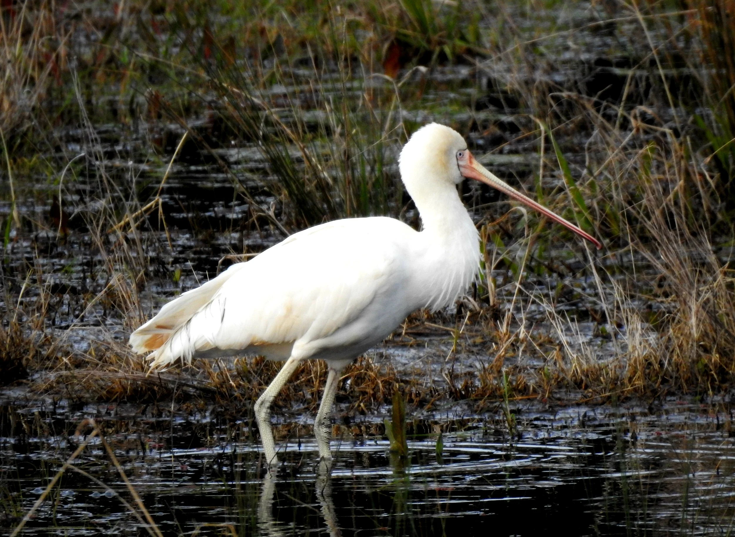 Yellow-billed Spoonbill 001