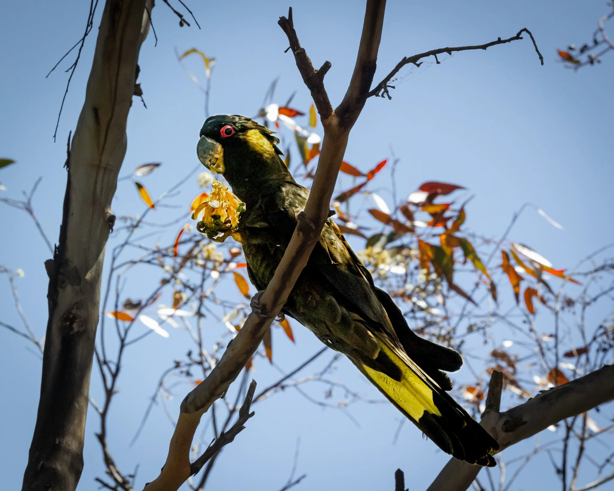 Yellow-tailed Black Cockatoo 002