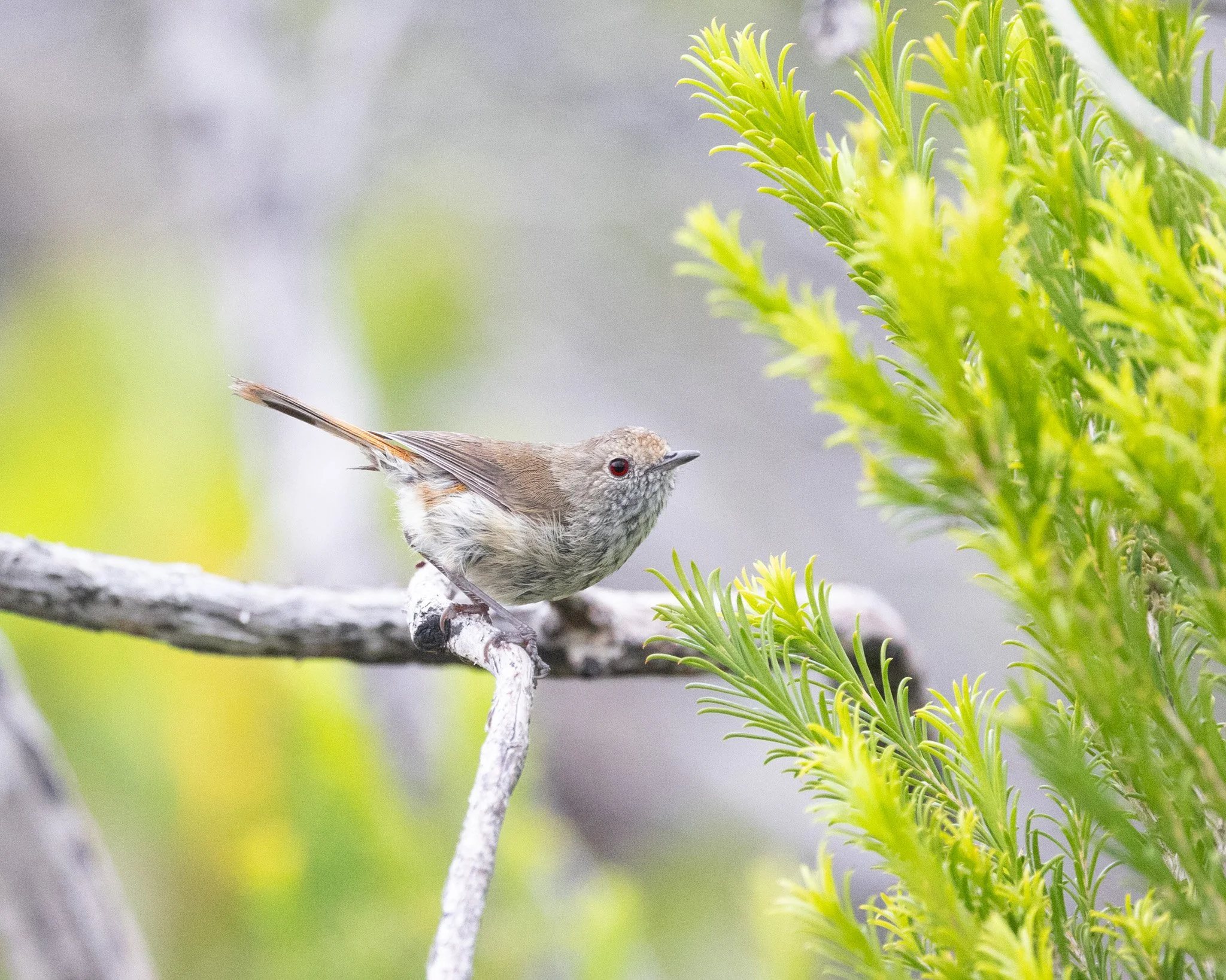 Brown Thornbill 004