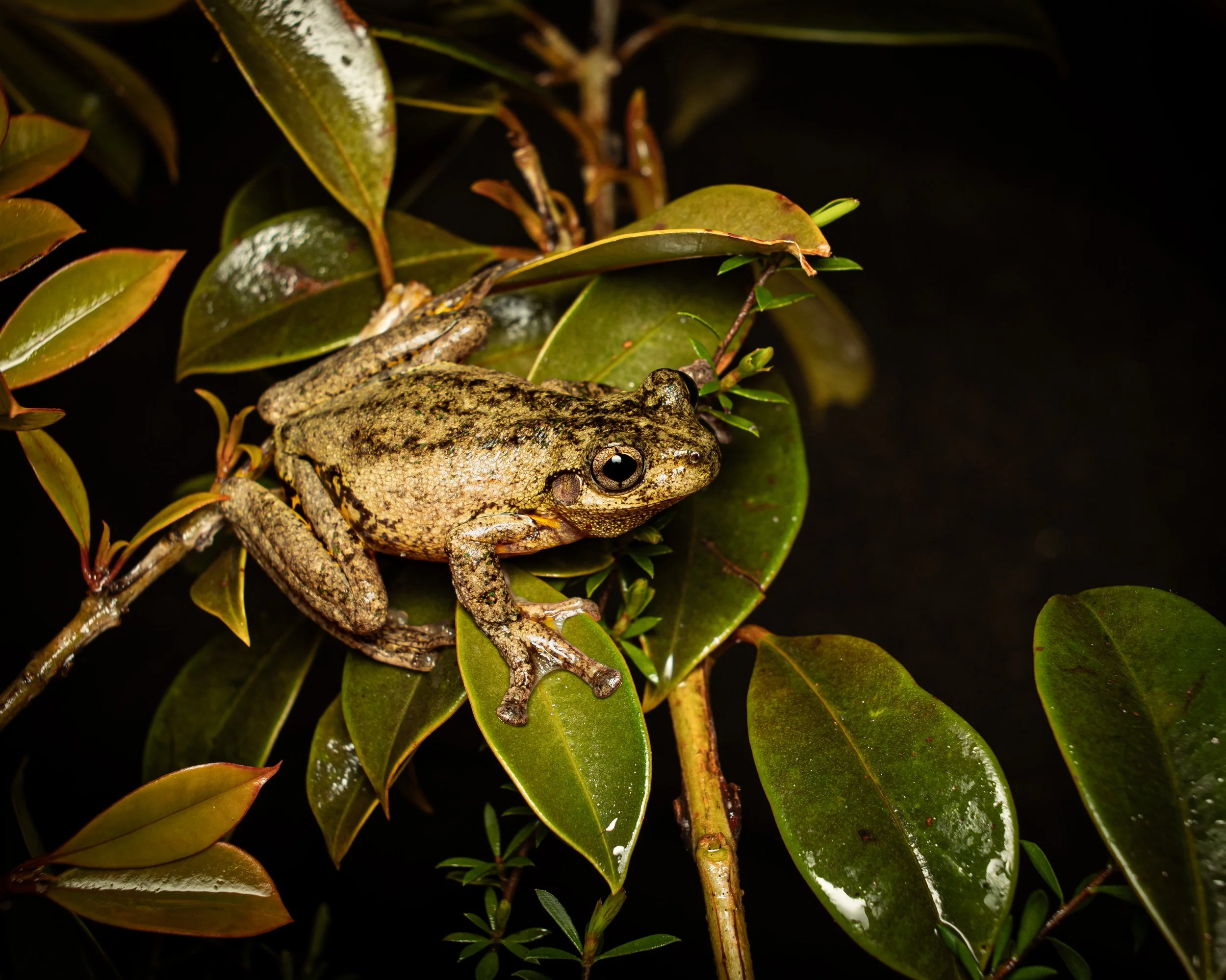 Peron's Tree Frog 003