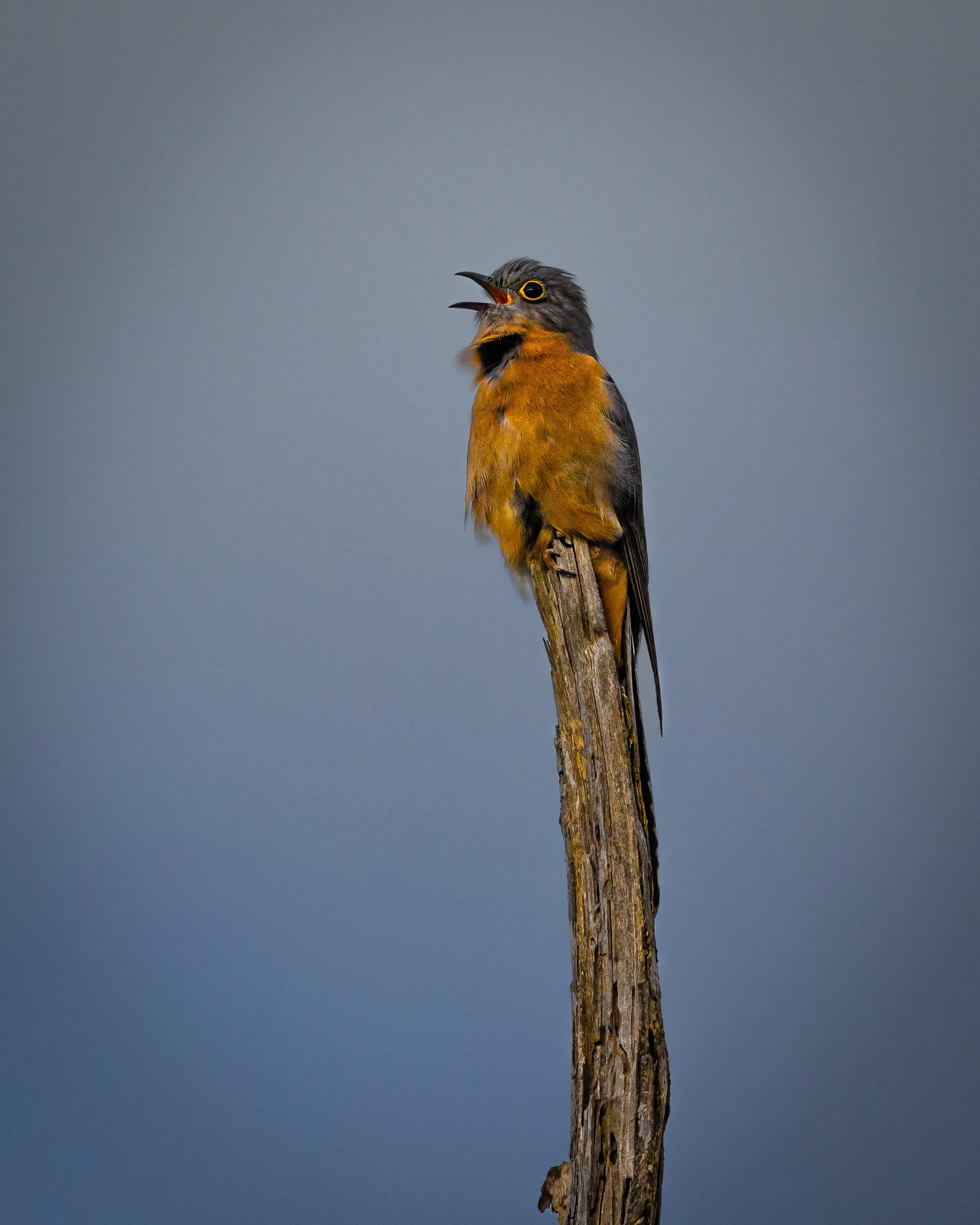 Fan-tailed Cuckoo 004