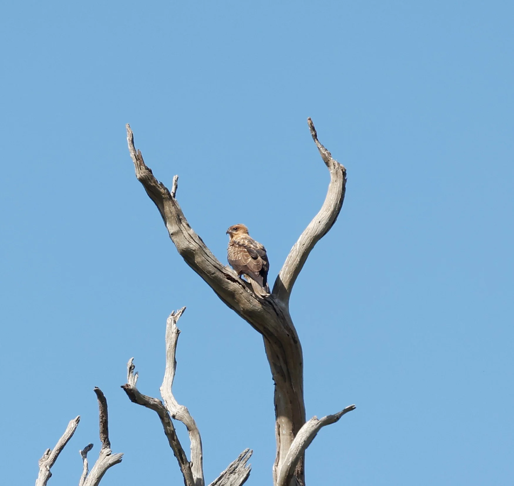 Little eagle (Hieraaetus morphnoides)BW.JPG