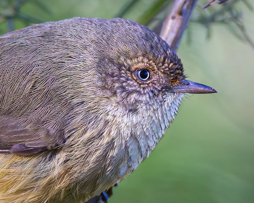 Buff-rumped Thornbill 003