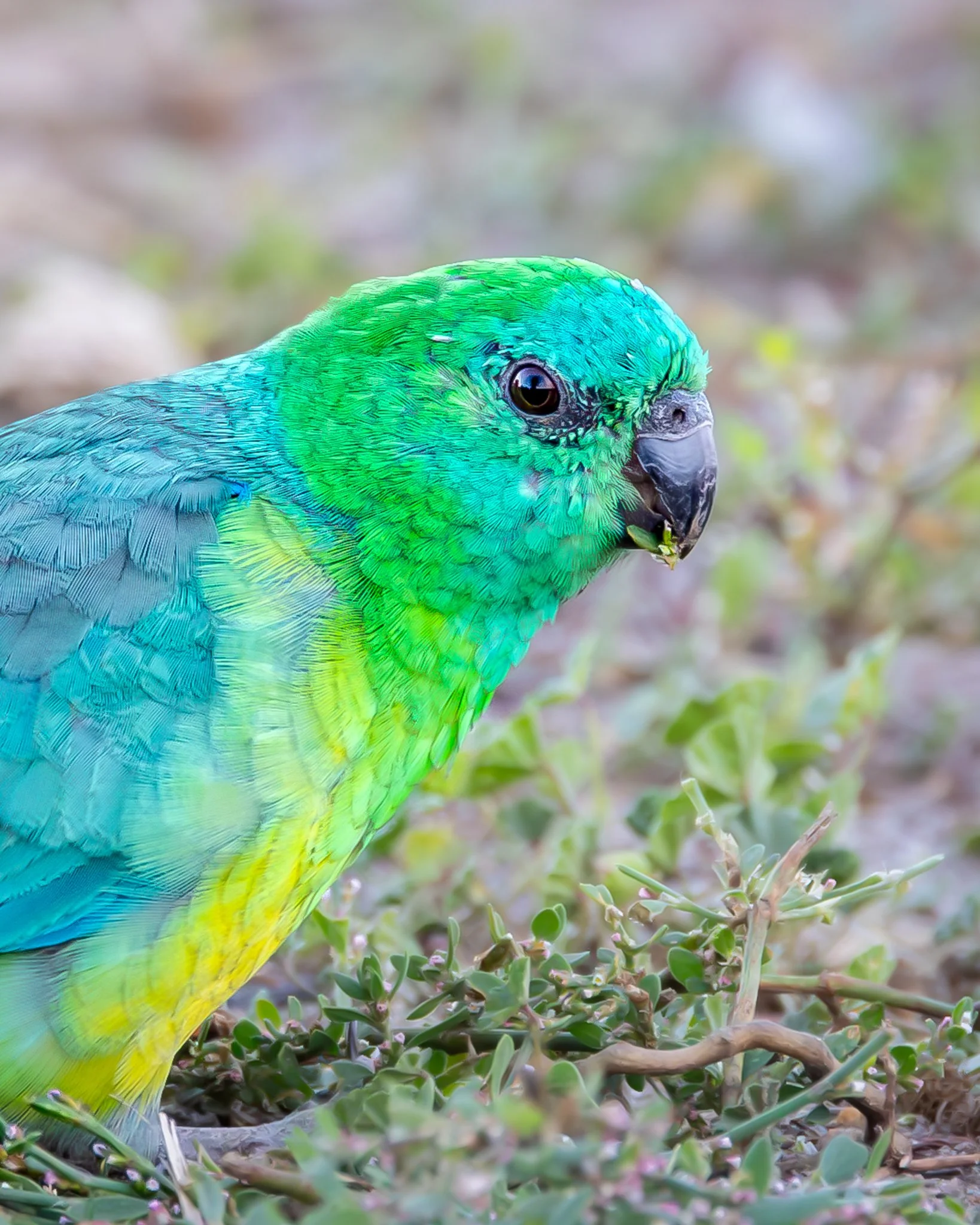 Red-rumped Parrot 002