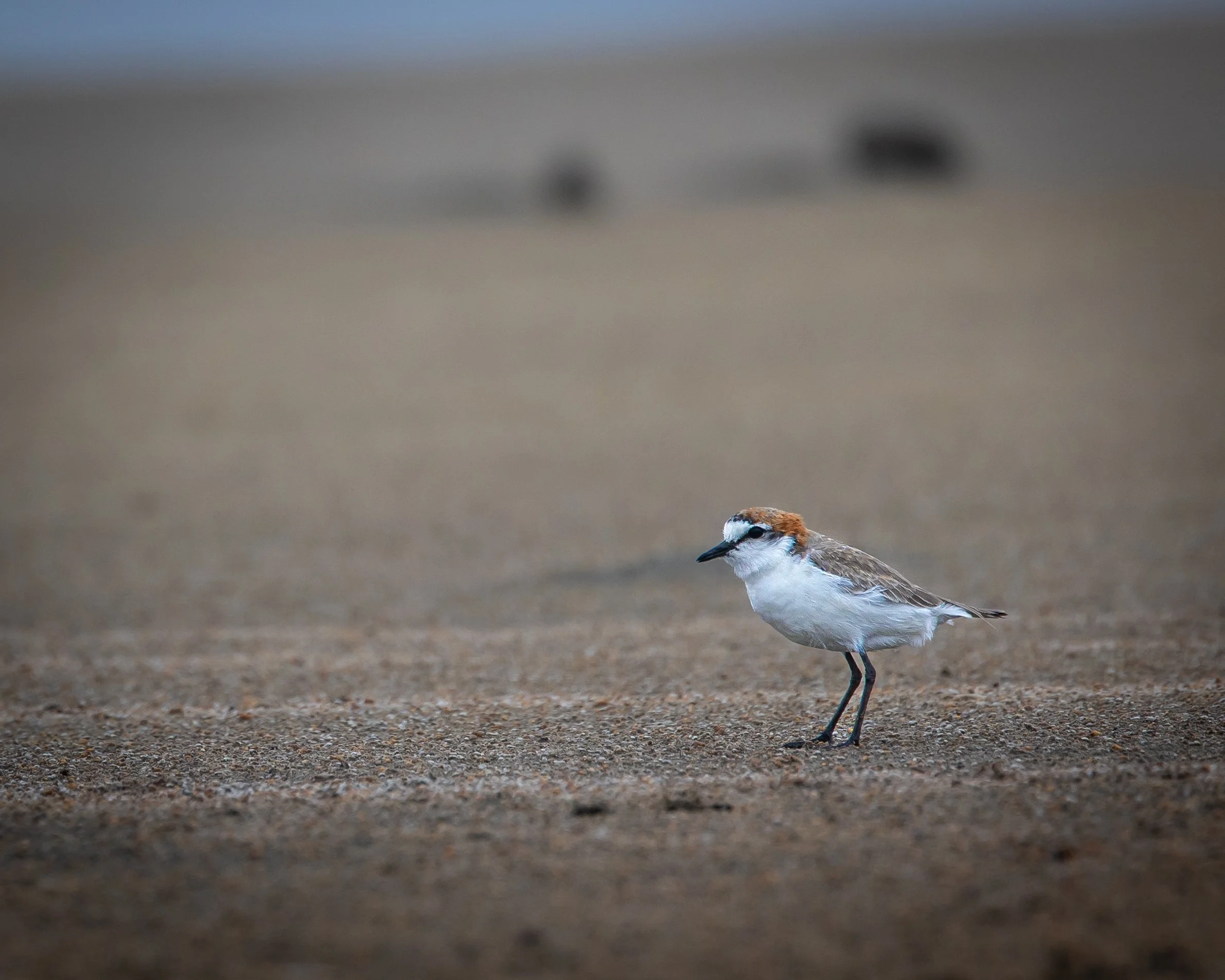 Red-capped Plover 003