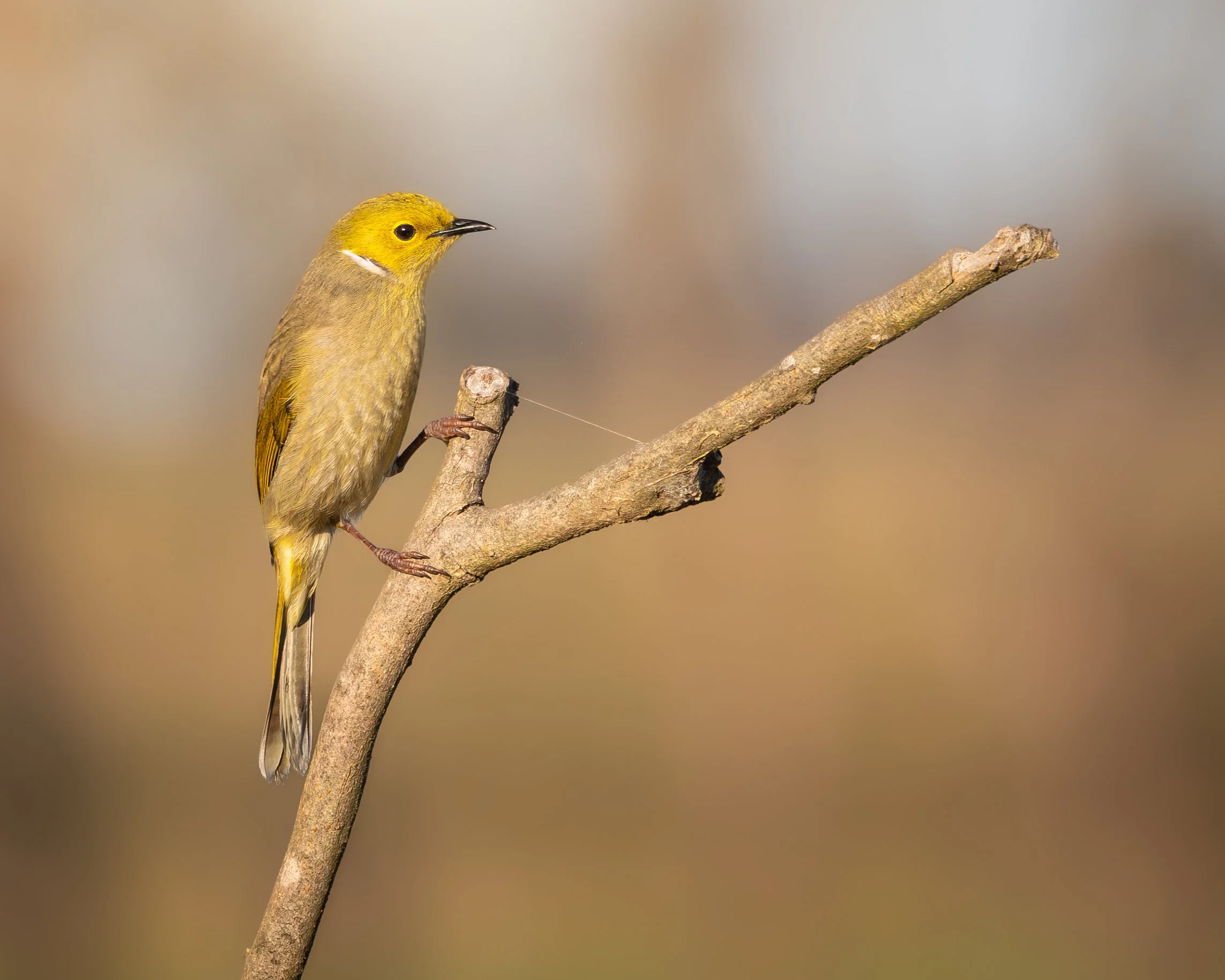 White-plumed Honeyeater 003