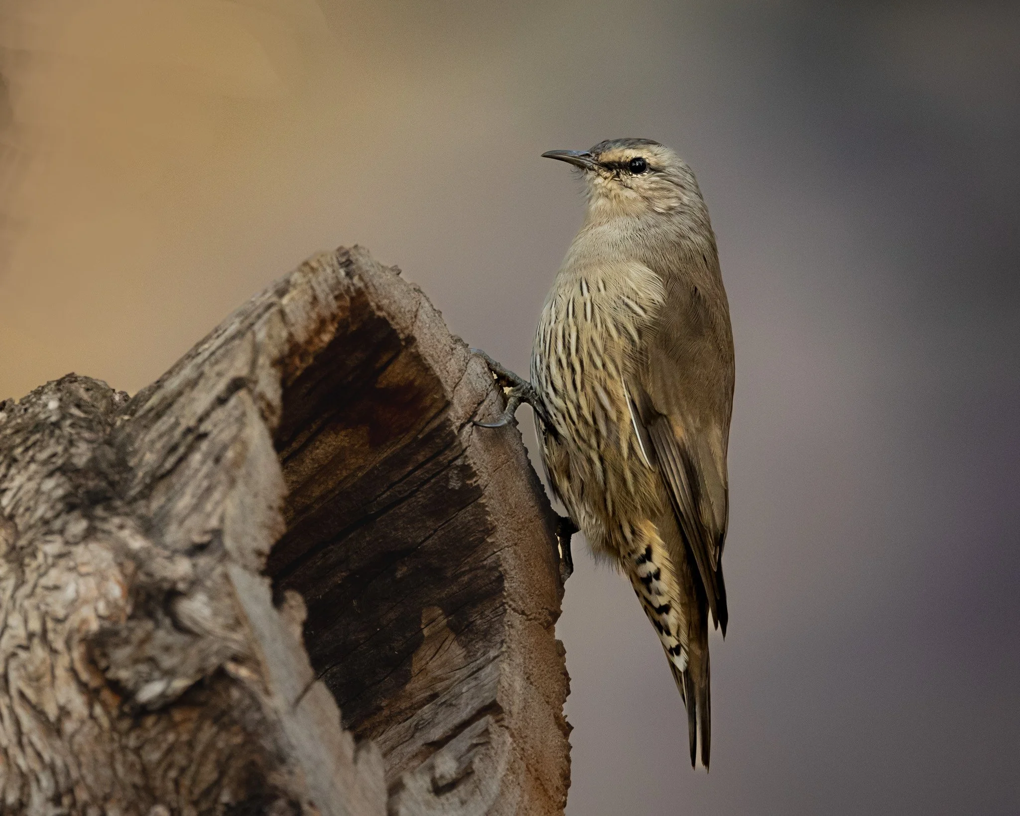 Brown Treecreeper 002