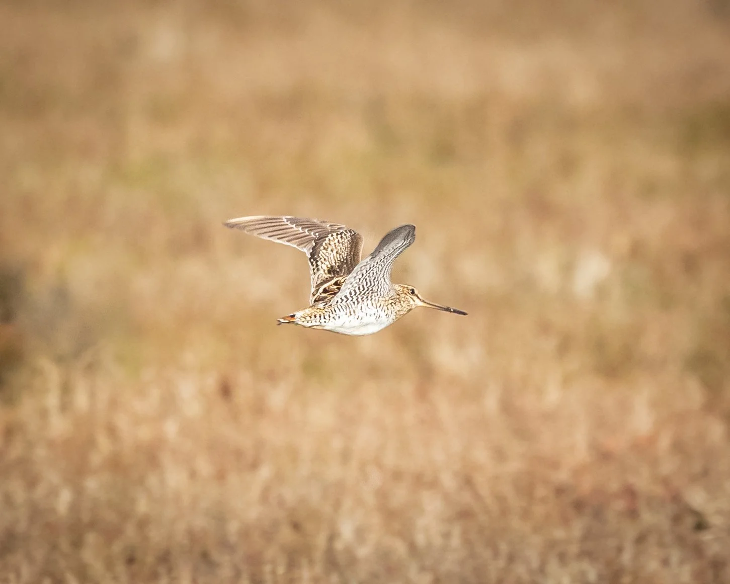 Latham's Snipe 001