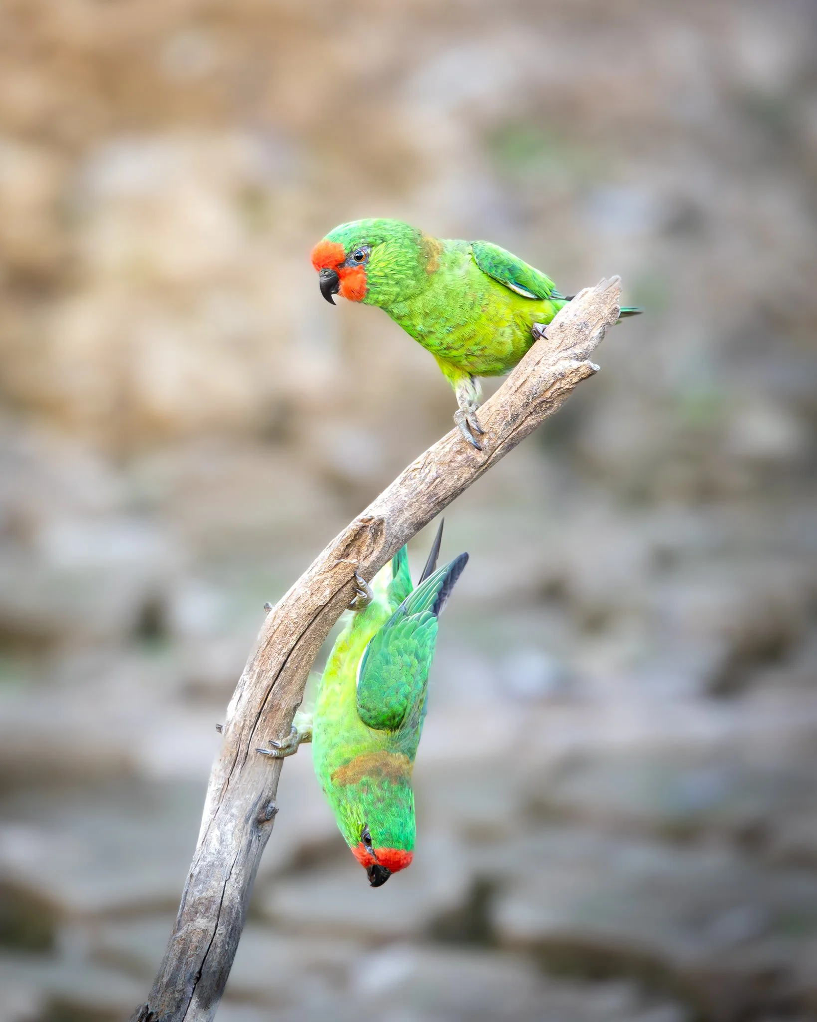 Little Lorikeet 003