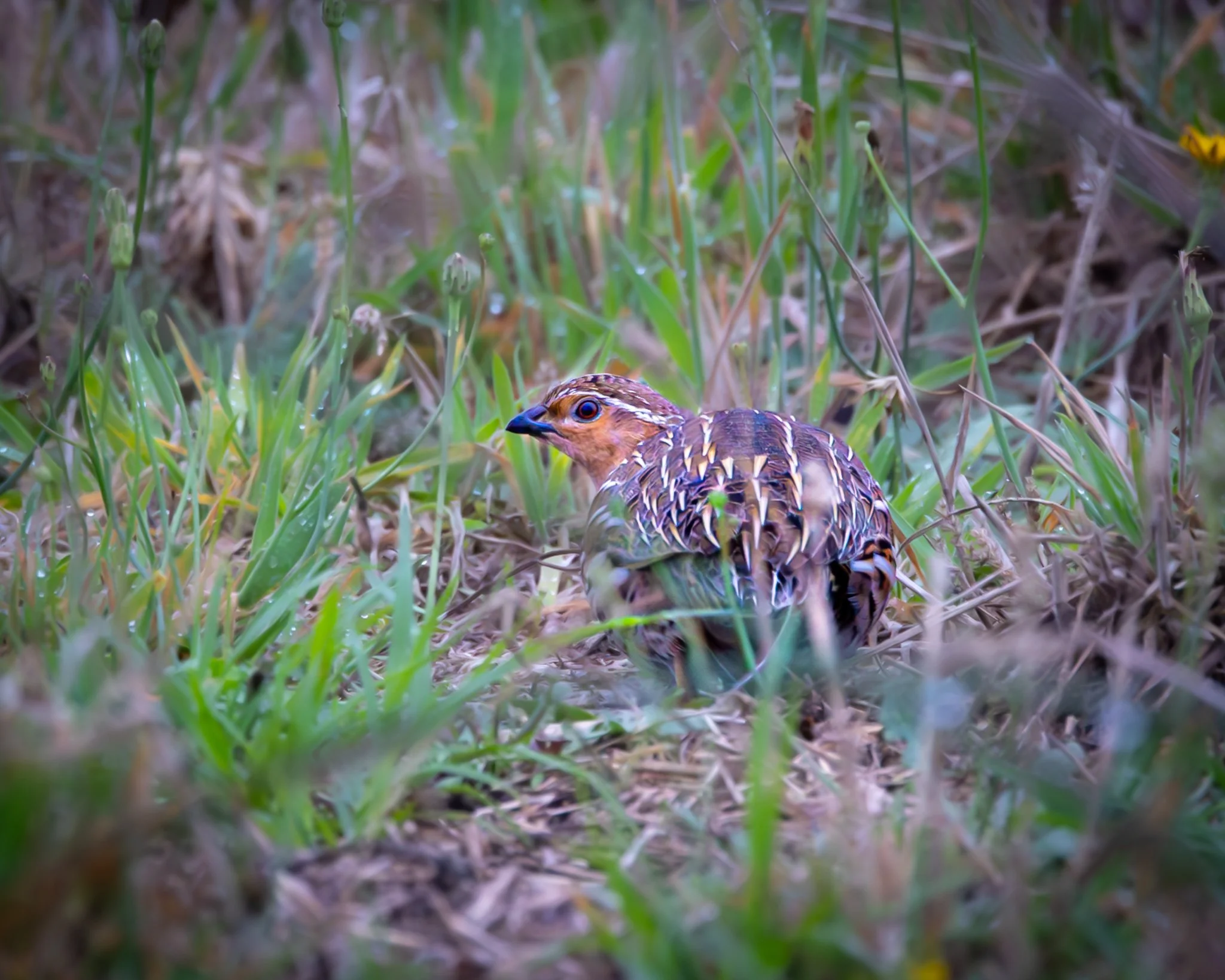 Stubble Quail 001