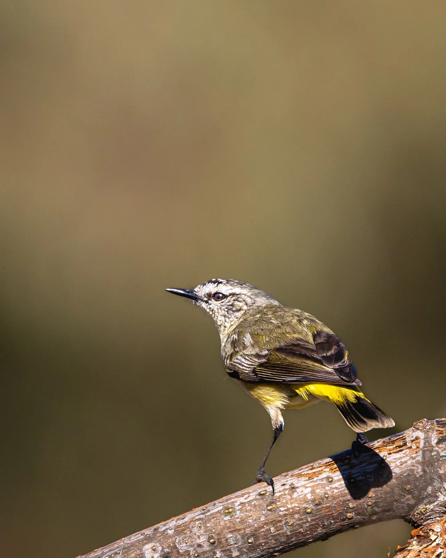 Yellow-rumped Thornbill 002