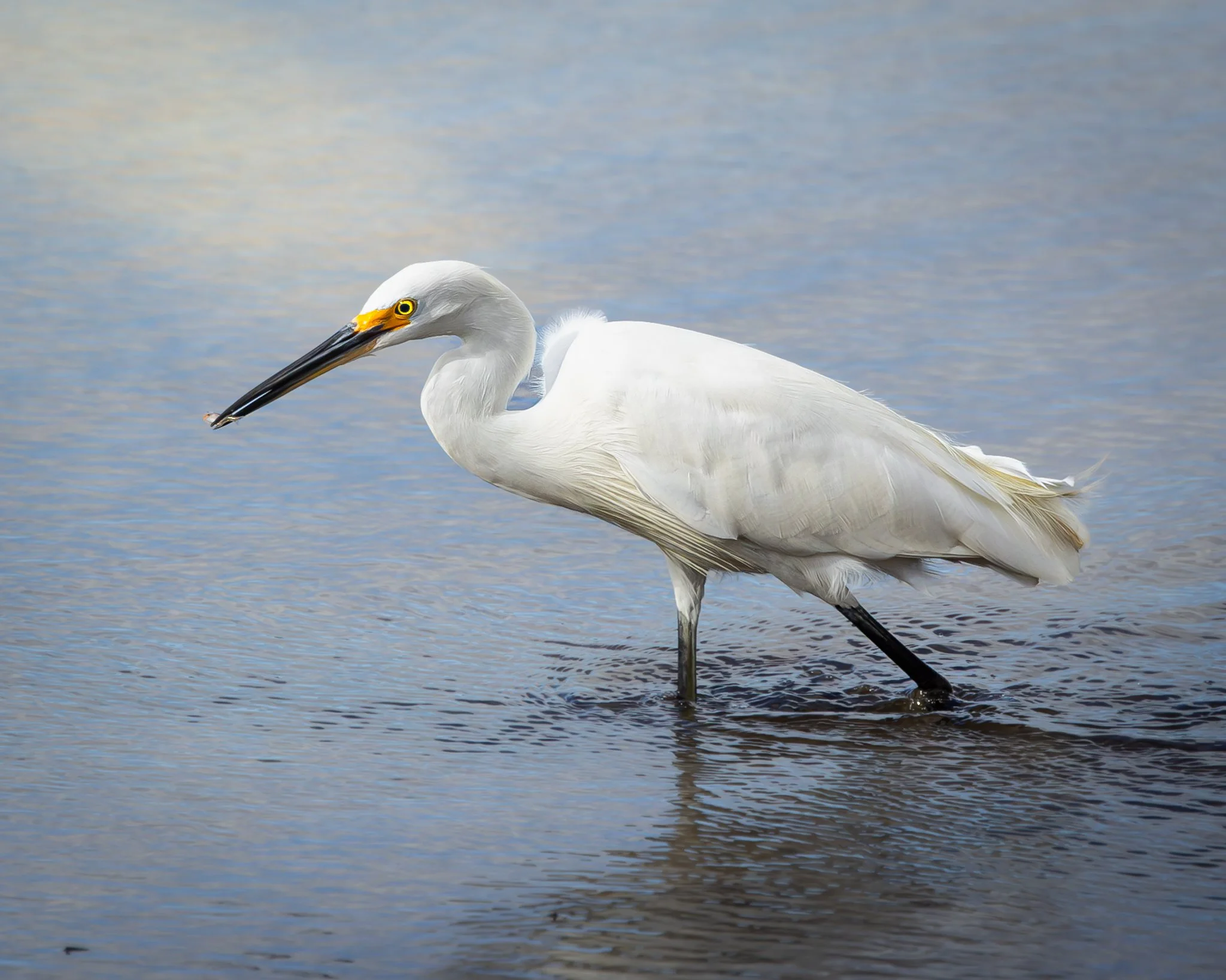 Little Egret 001