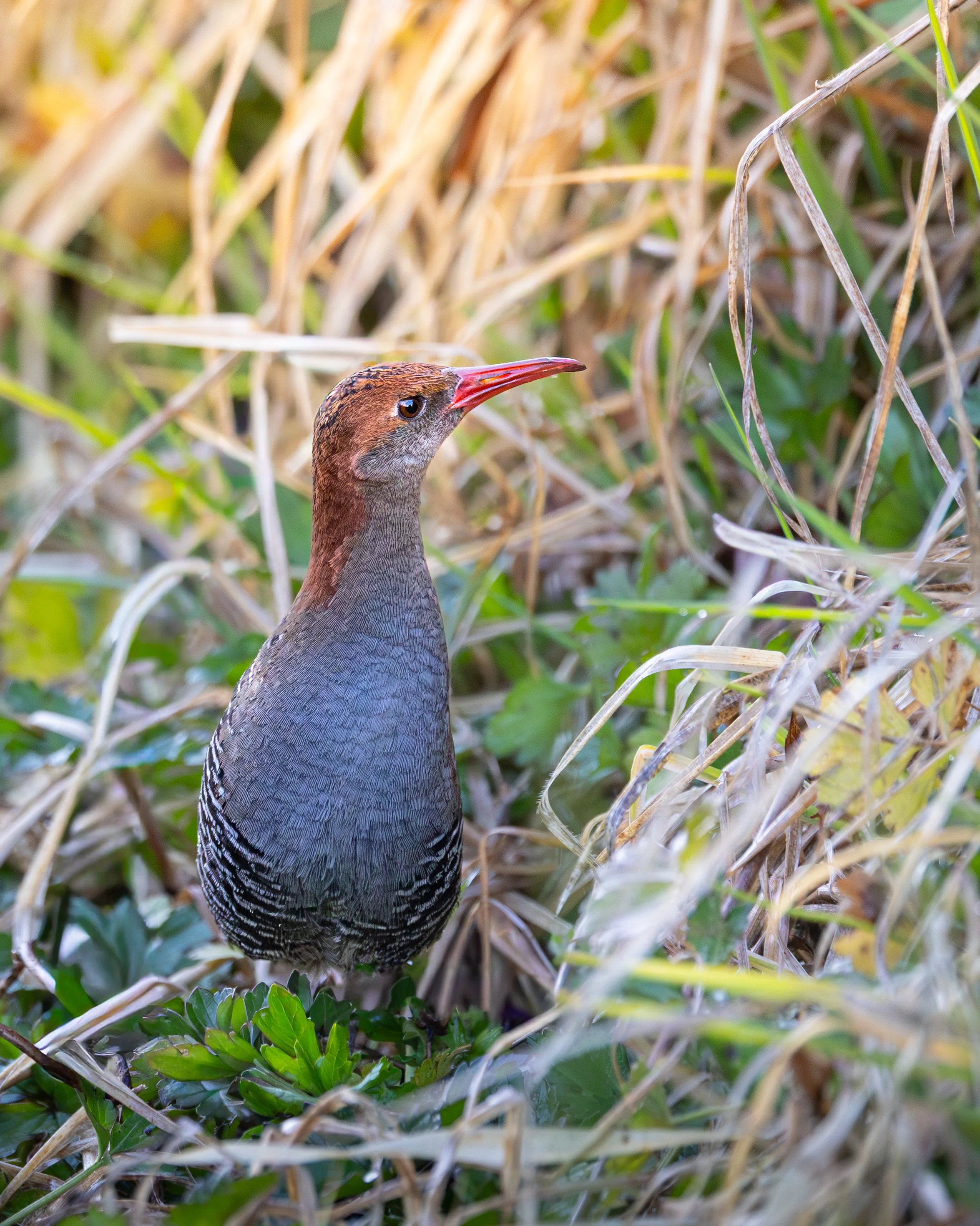 Lewin's Rail 002