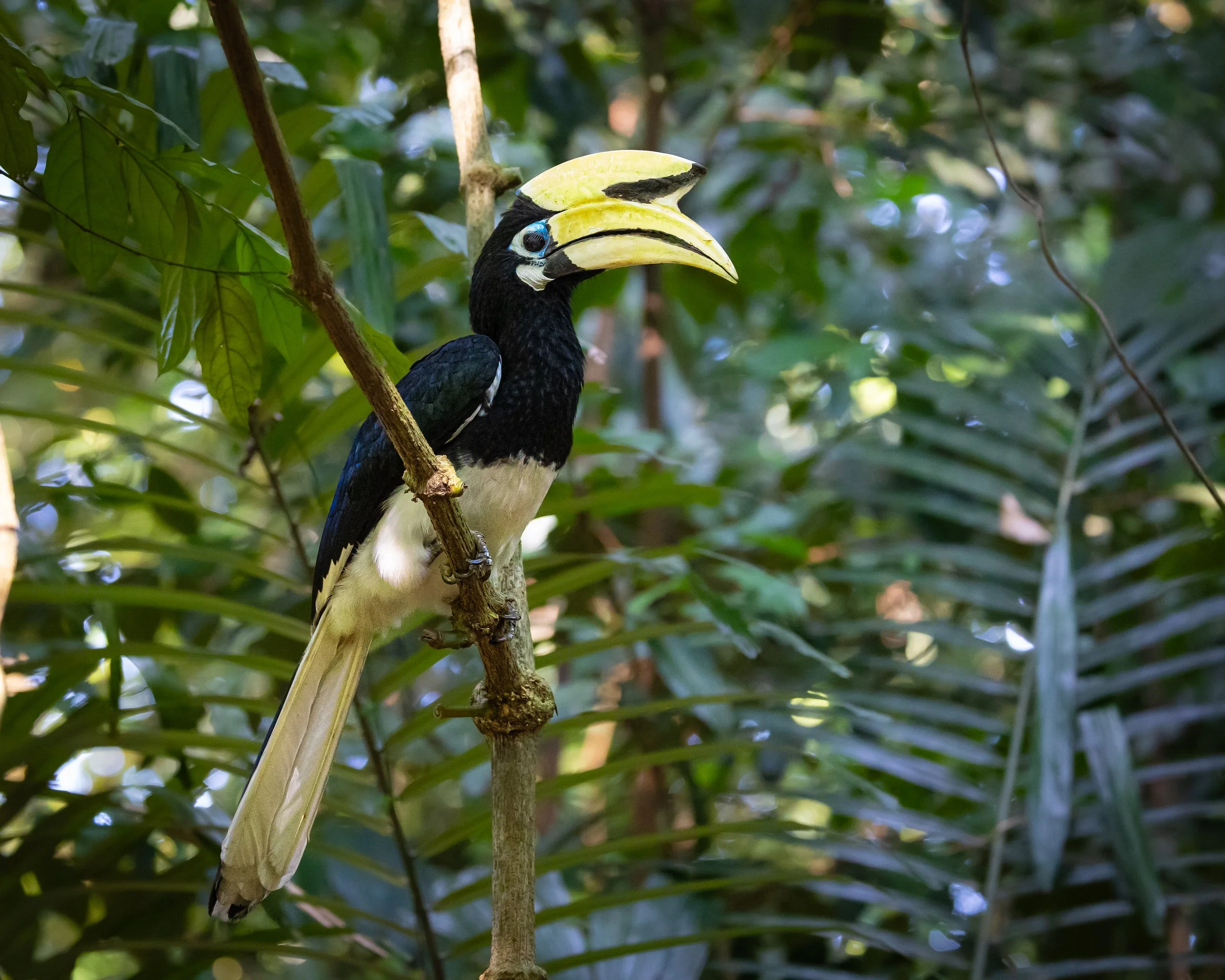 Oriental Pied Hornbill 003