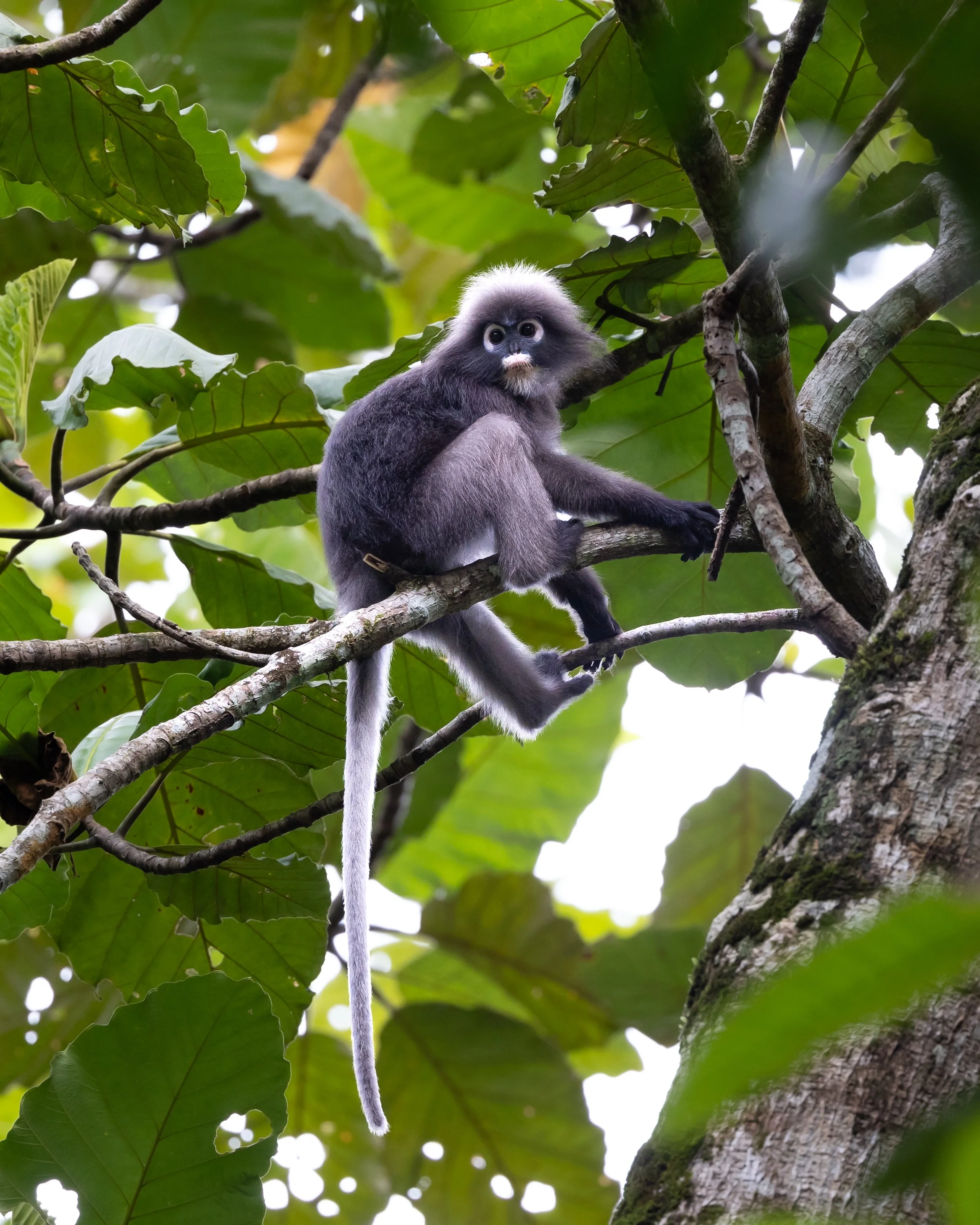 Dusky Leaf Monkey 002