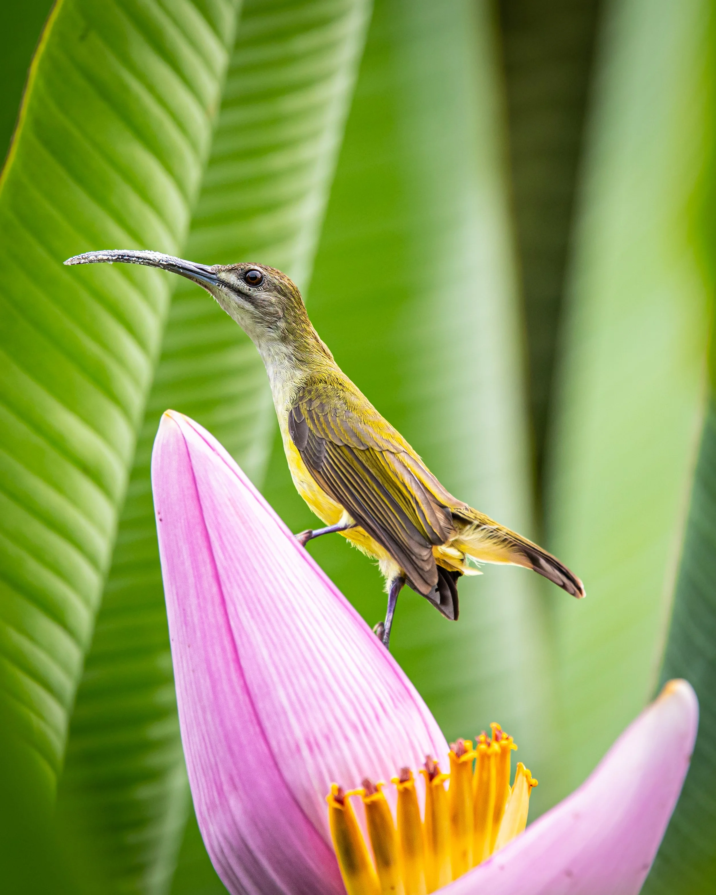 Little Spiderhunter 001