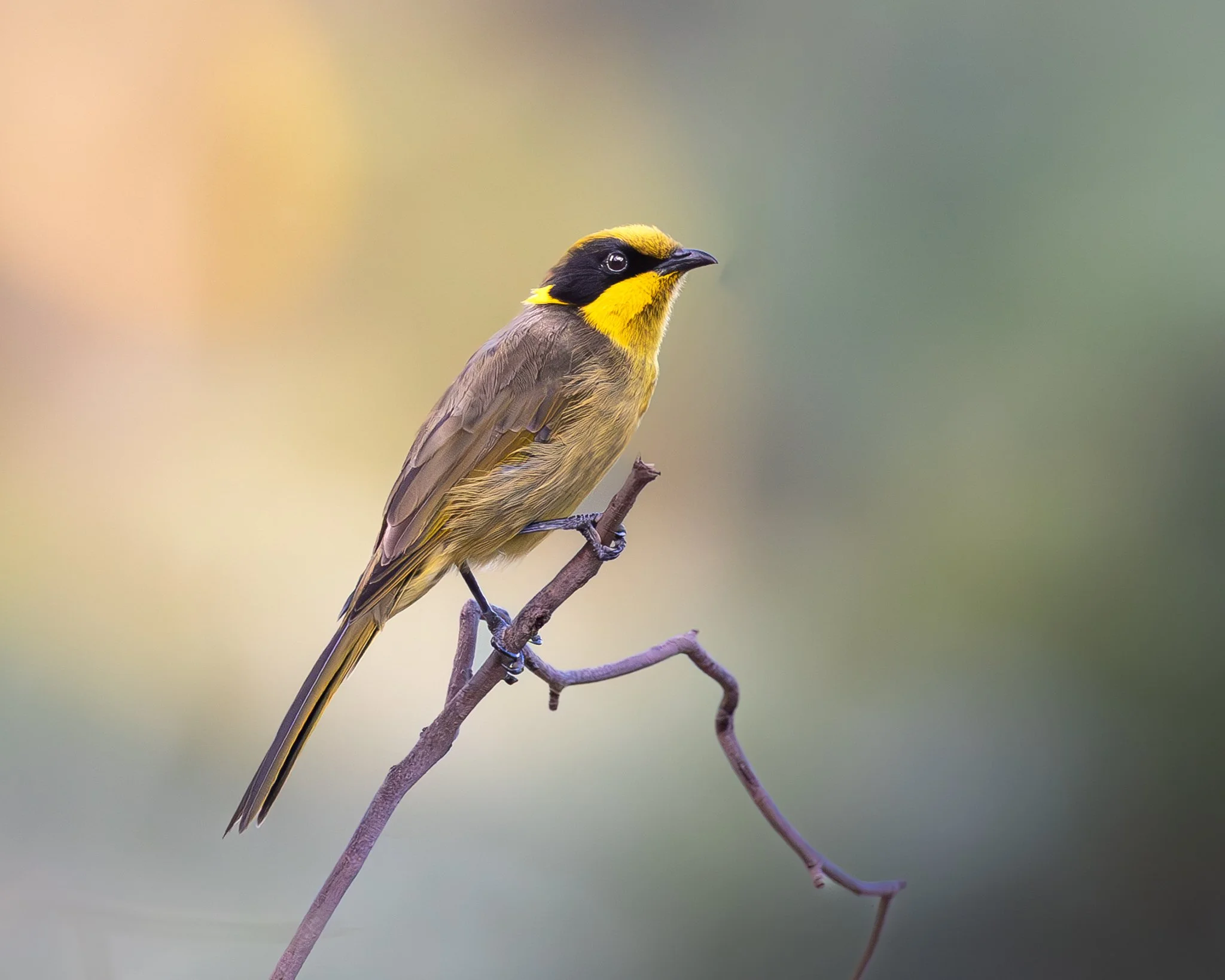 Yellow-tufted Honeyeater 002