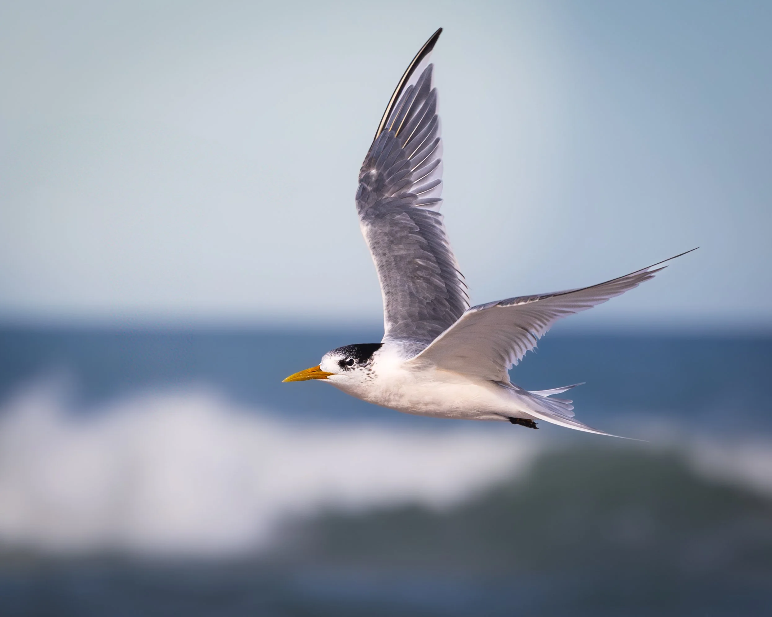 Greater Crested Tern 002