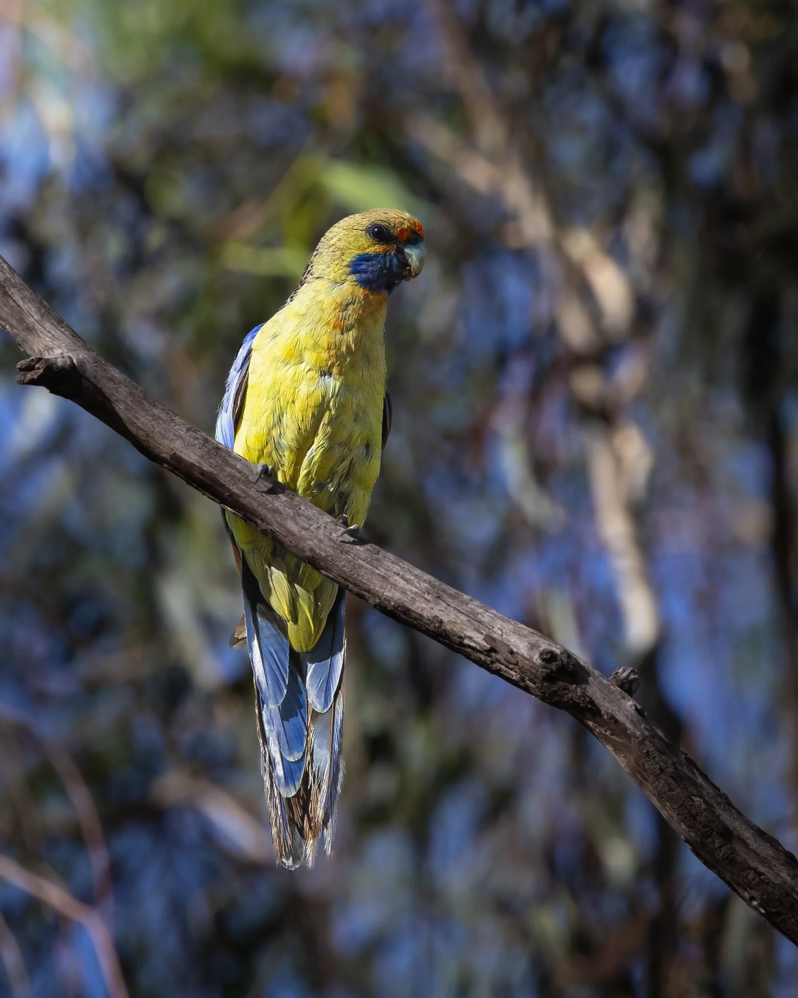 Crimson Rosella (Yellow) 001