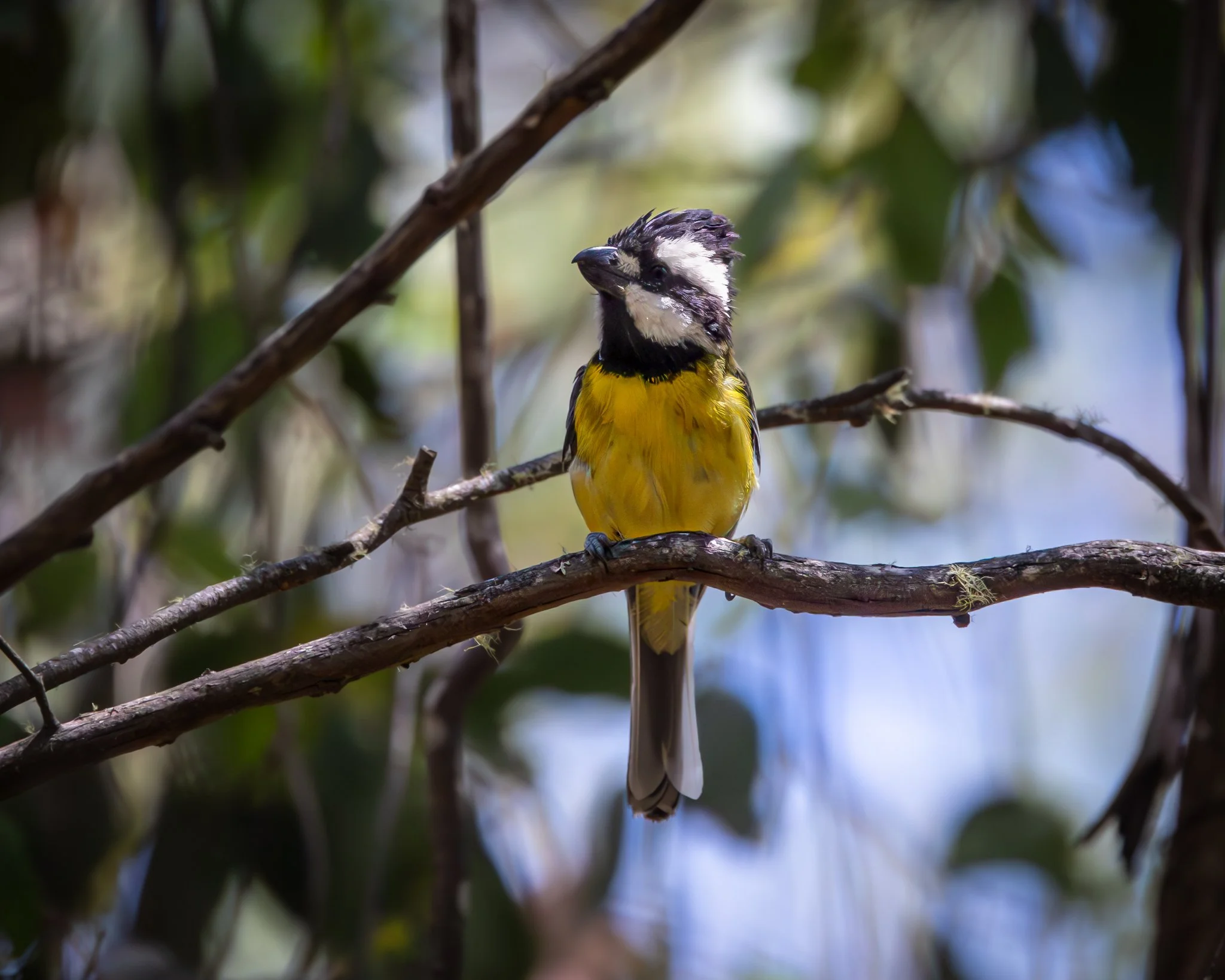 Eastern Shrike-tit 001