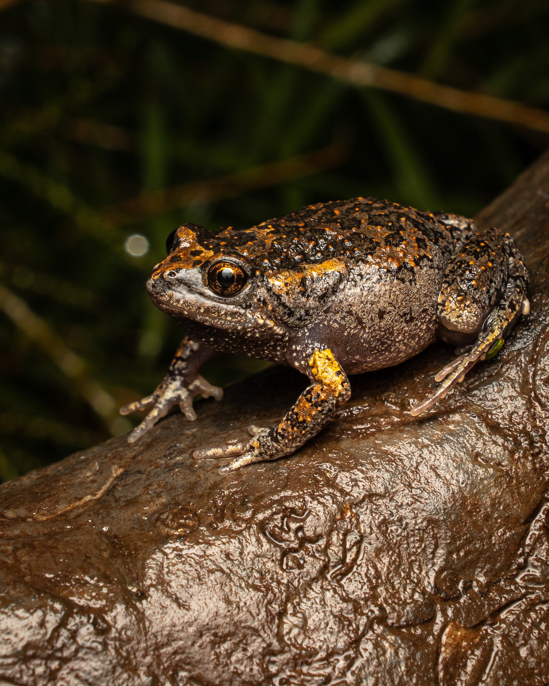 Smooth Toadlet 003