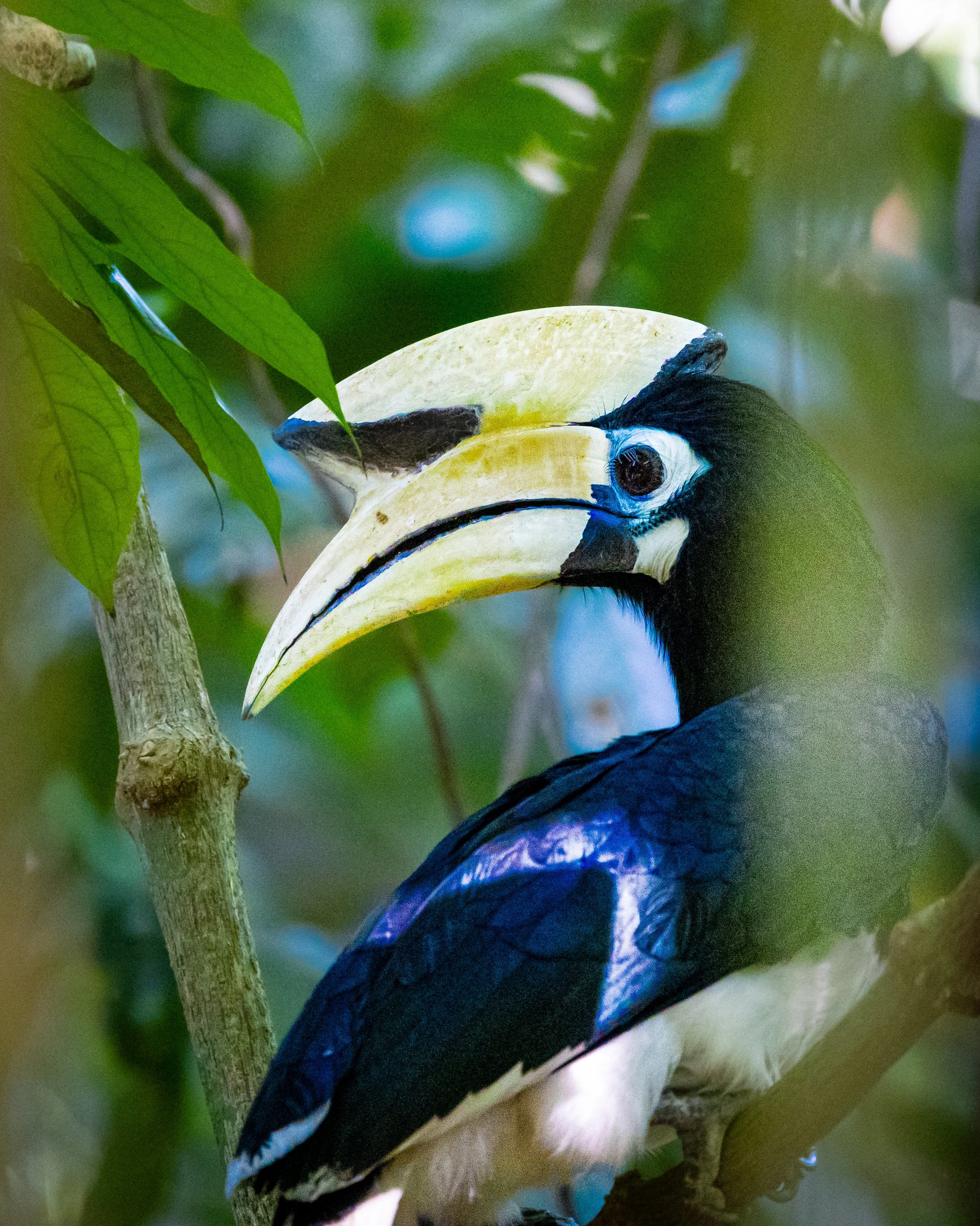 Oriental Pied Hornbill 002