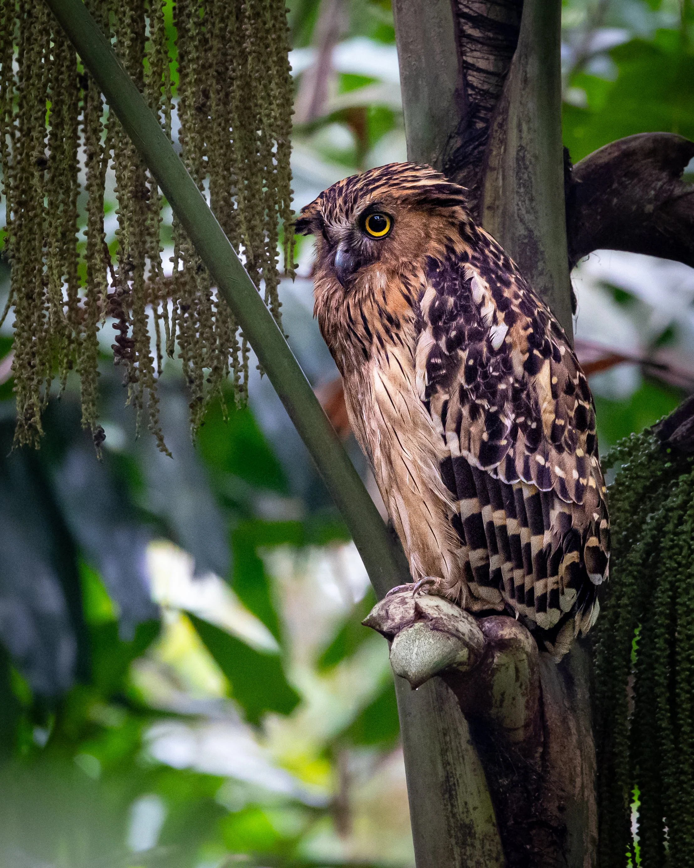 Buffy Fish Owl 002