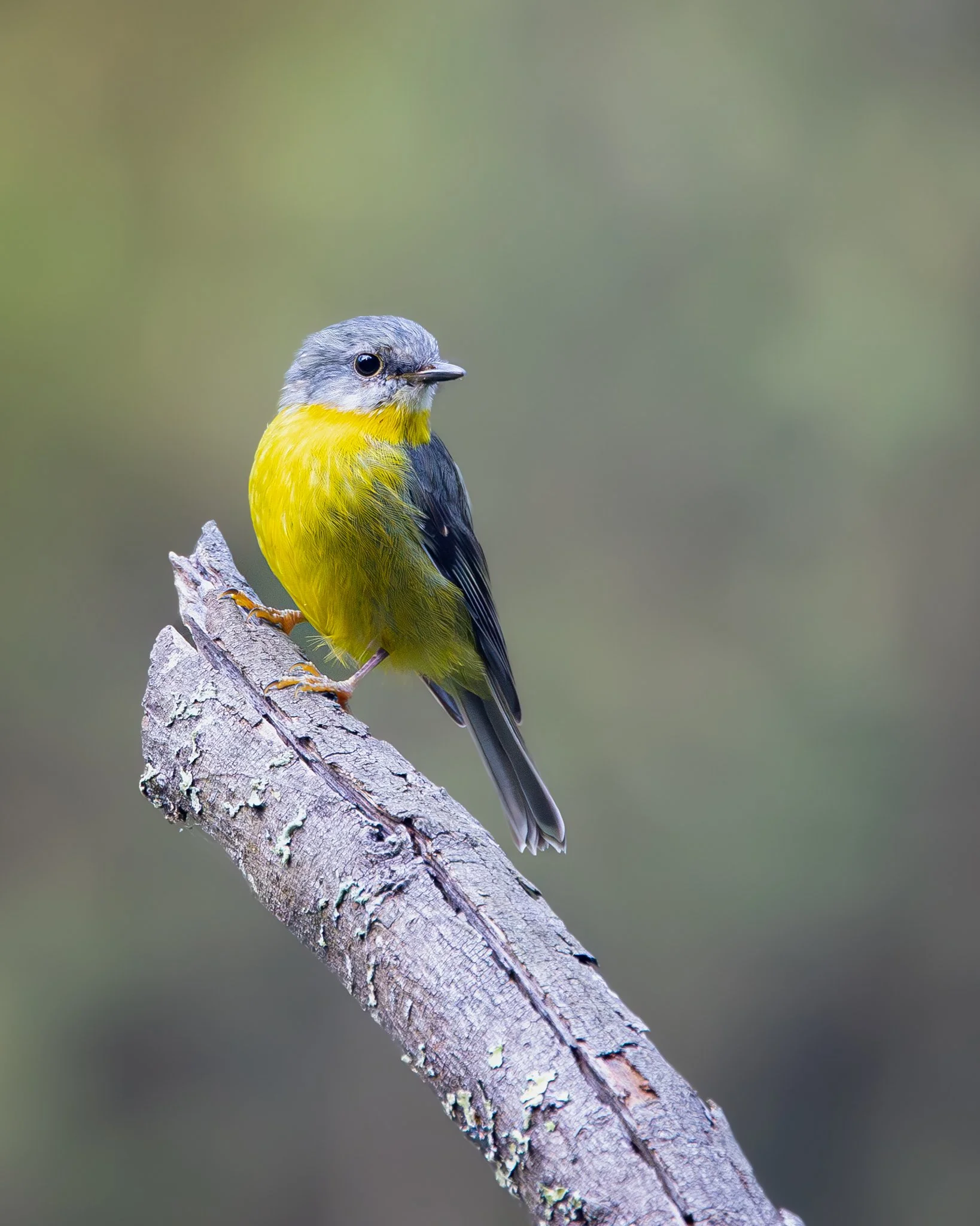 Eastern Yellow Robin 002