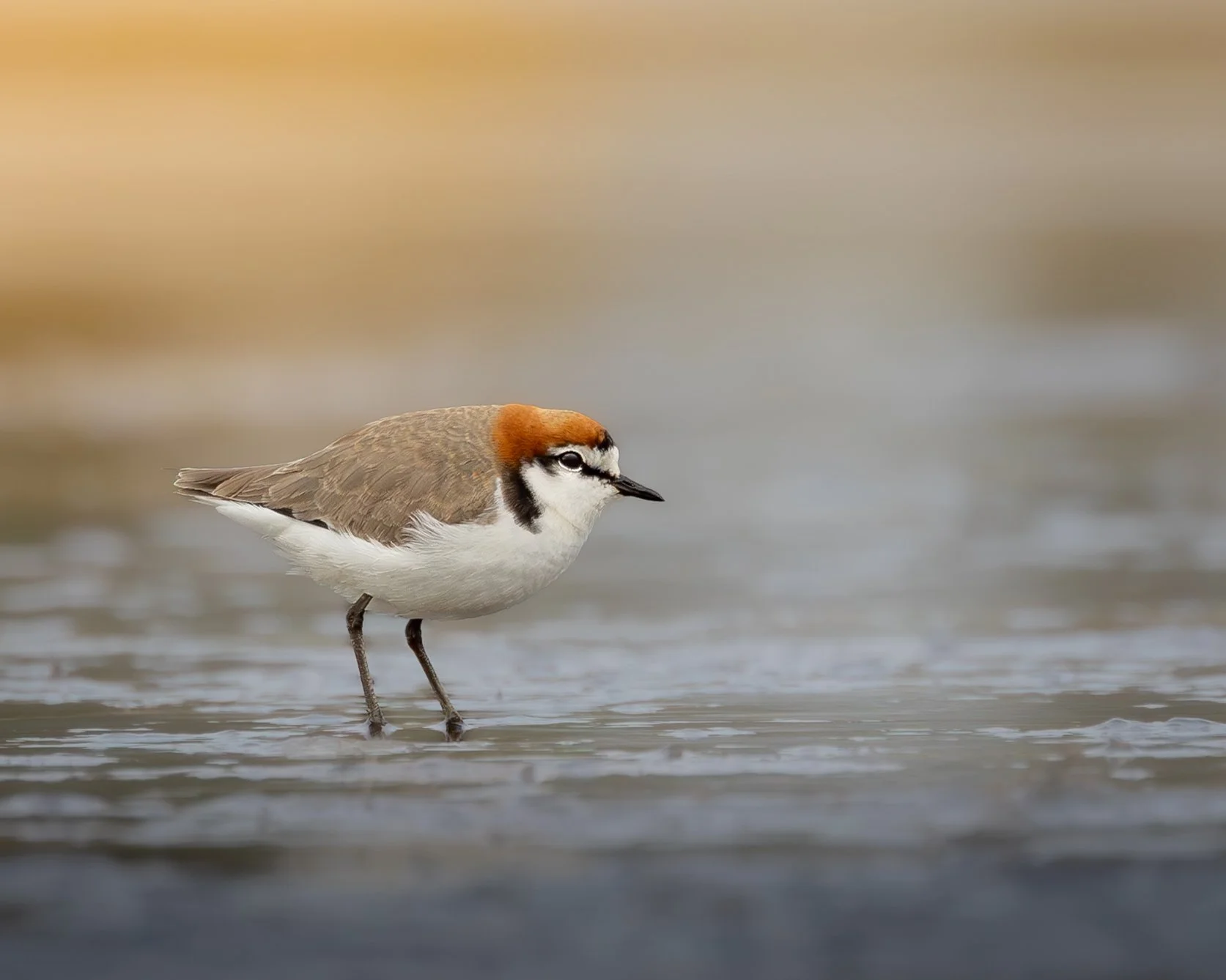 Red-capped Plover 002