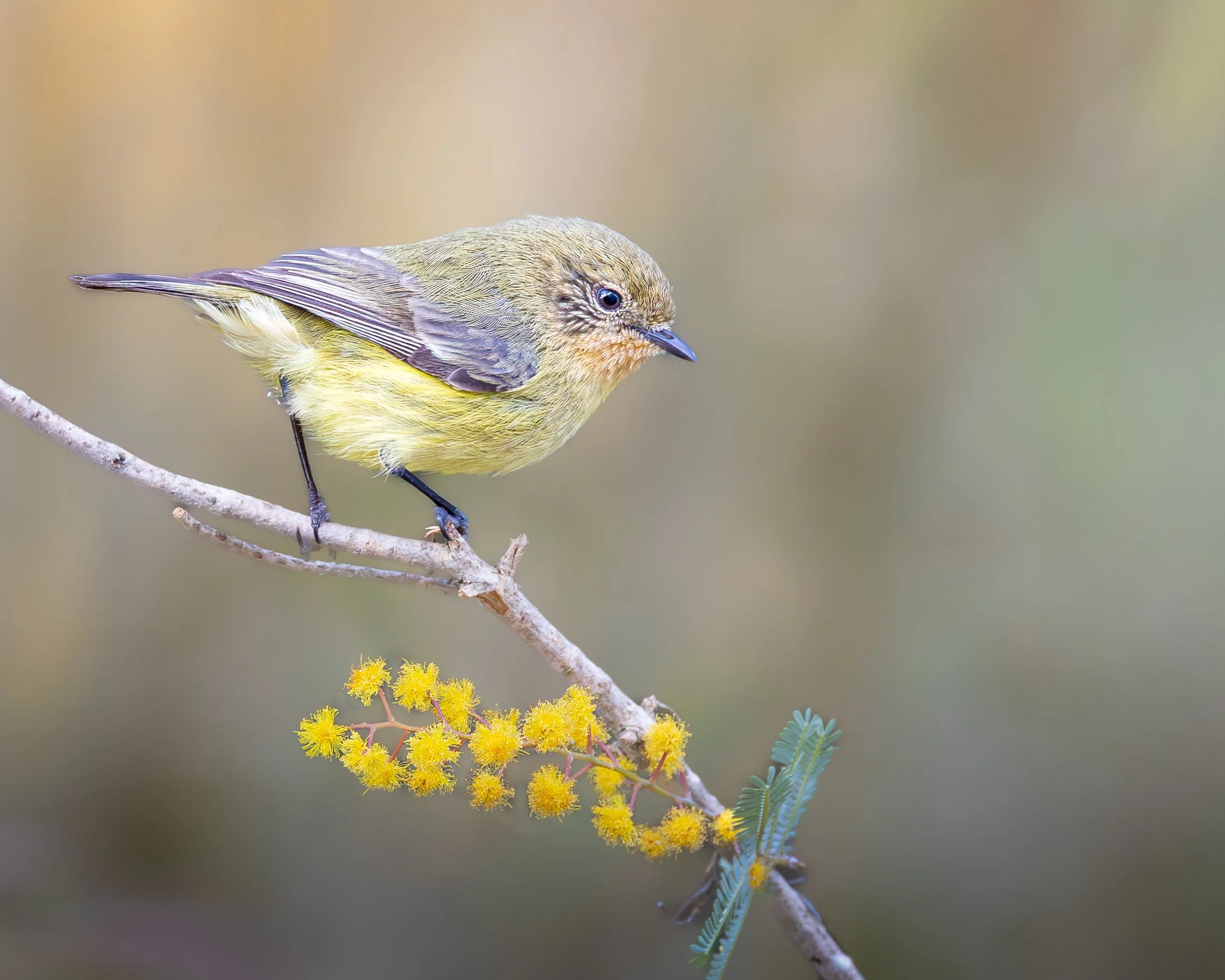 Yellow Thornbill 001