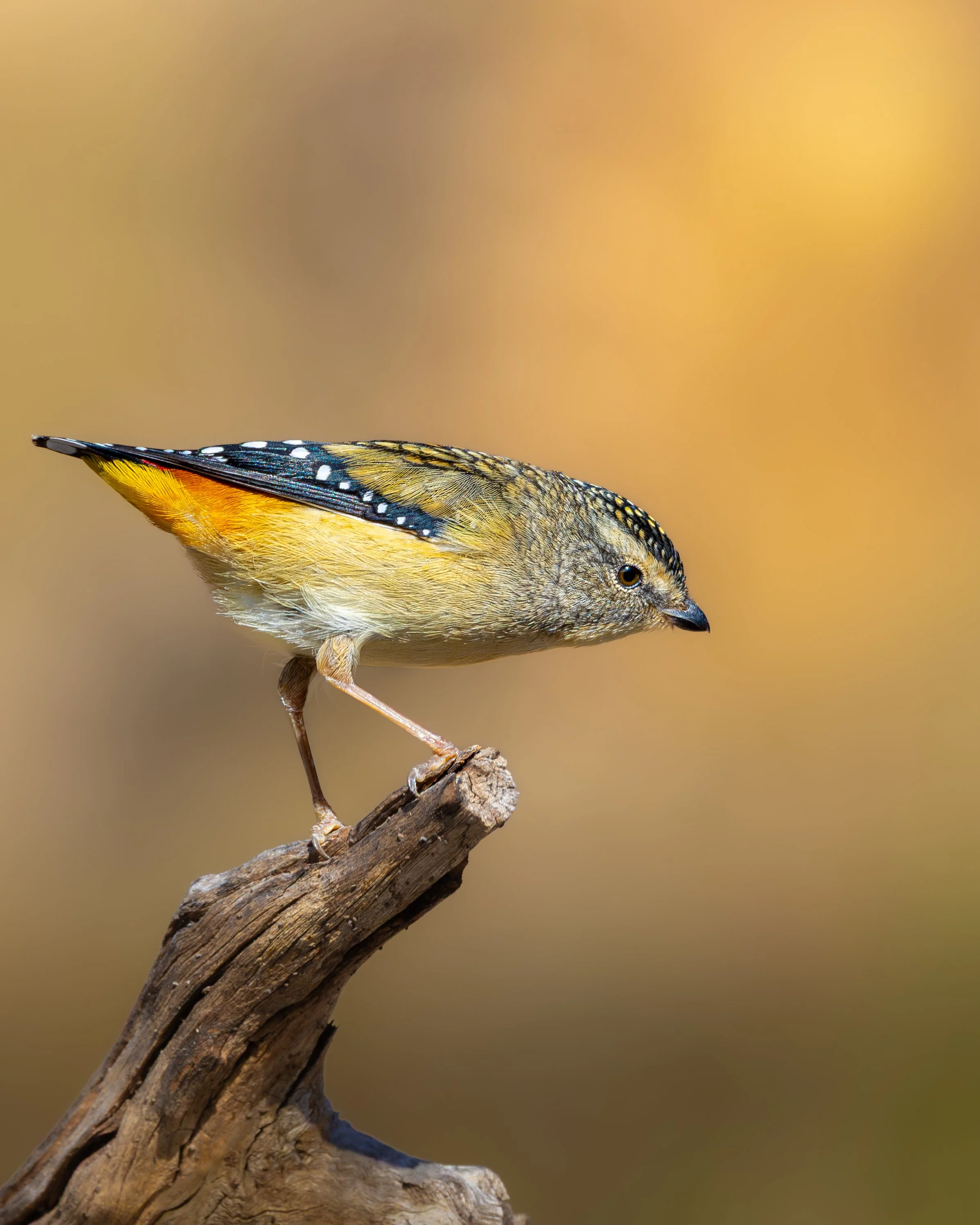 Spotted Pardalote 005