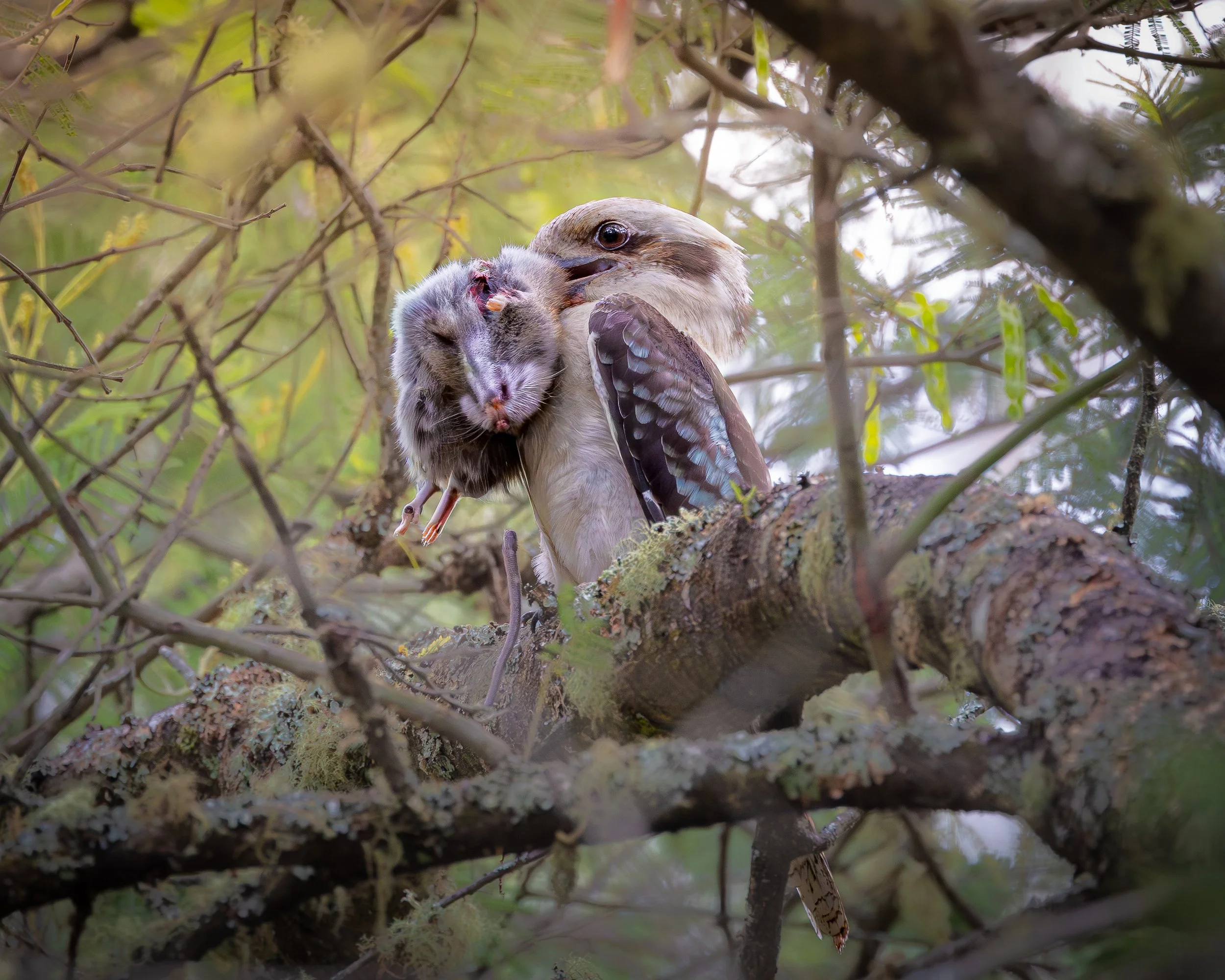 Laughing Kookaburra 003