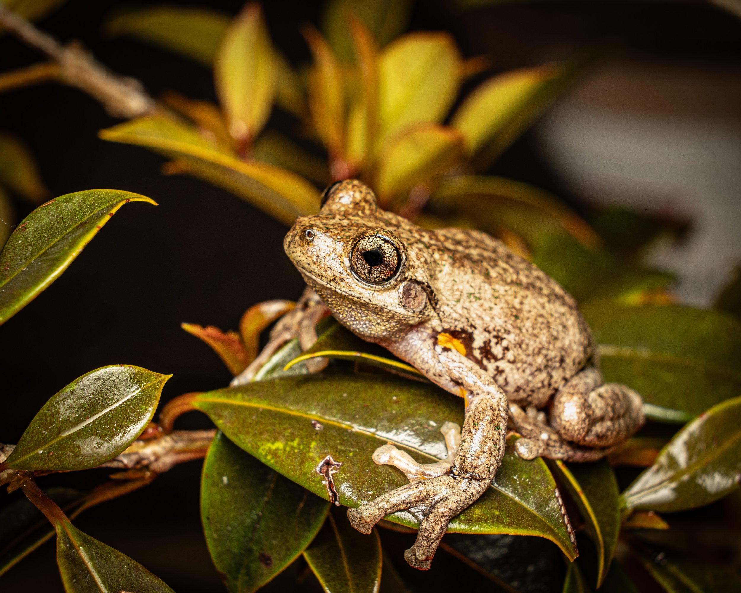 Peron's Tree Frog 001