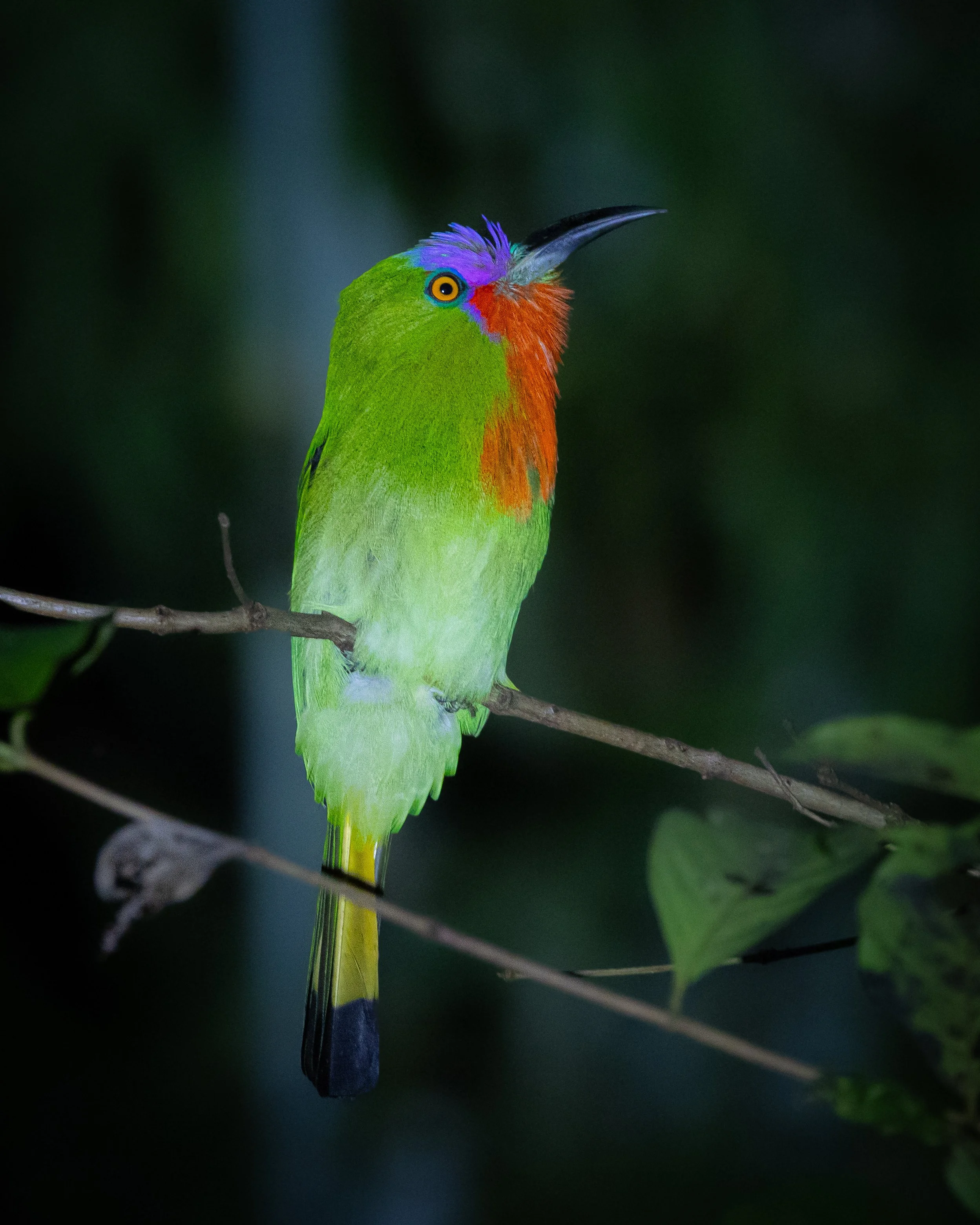 Red-bearded Bee-eater 001