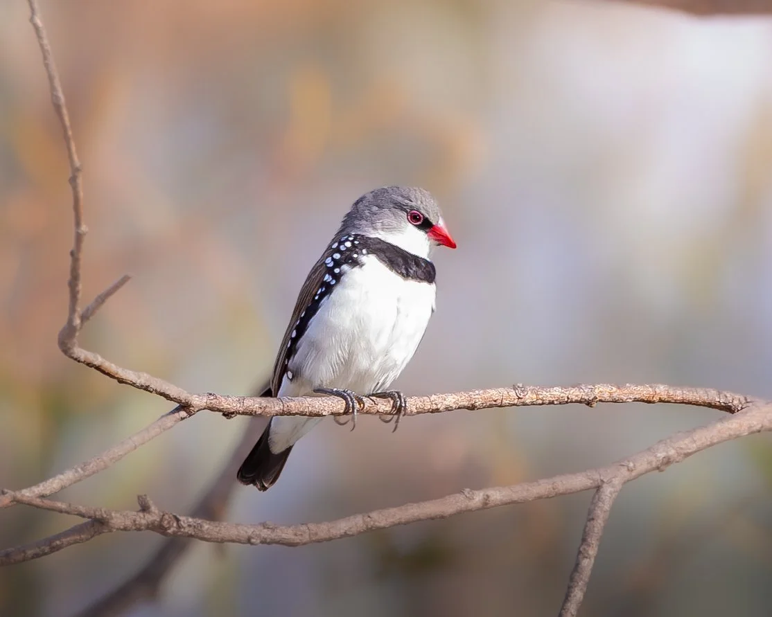 Diamond Firetail 001