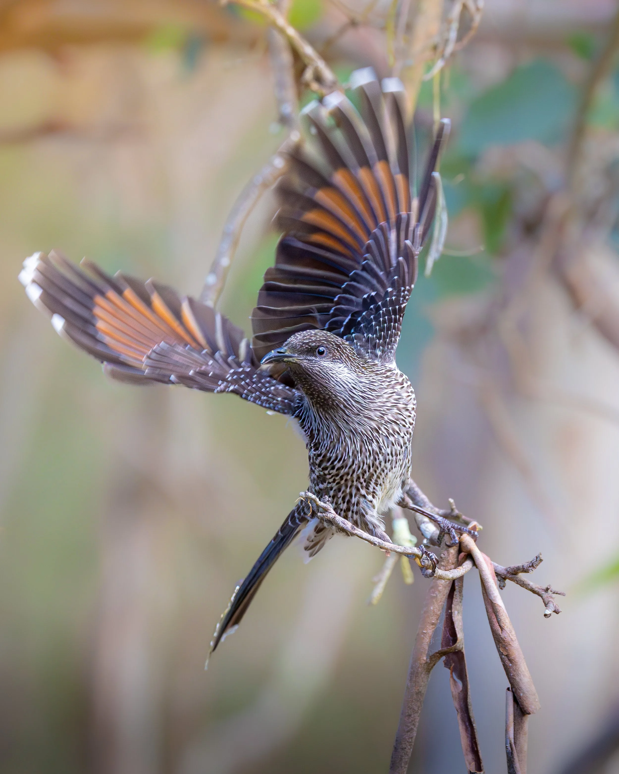 Little Wattlebird 003