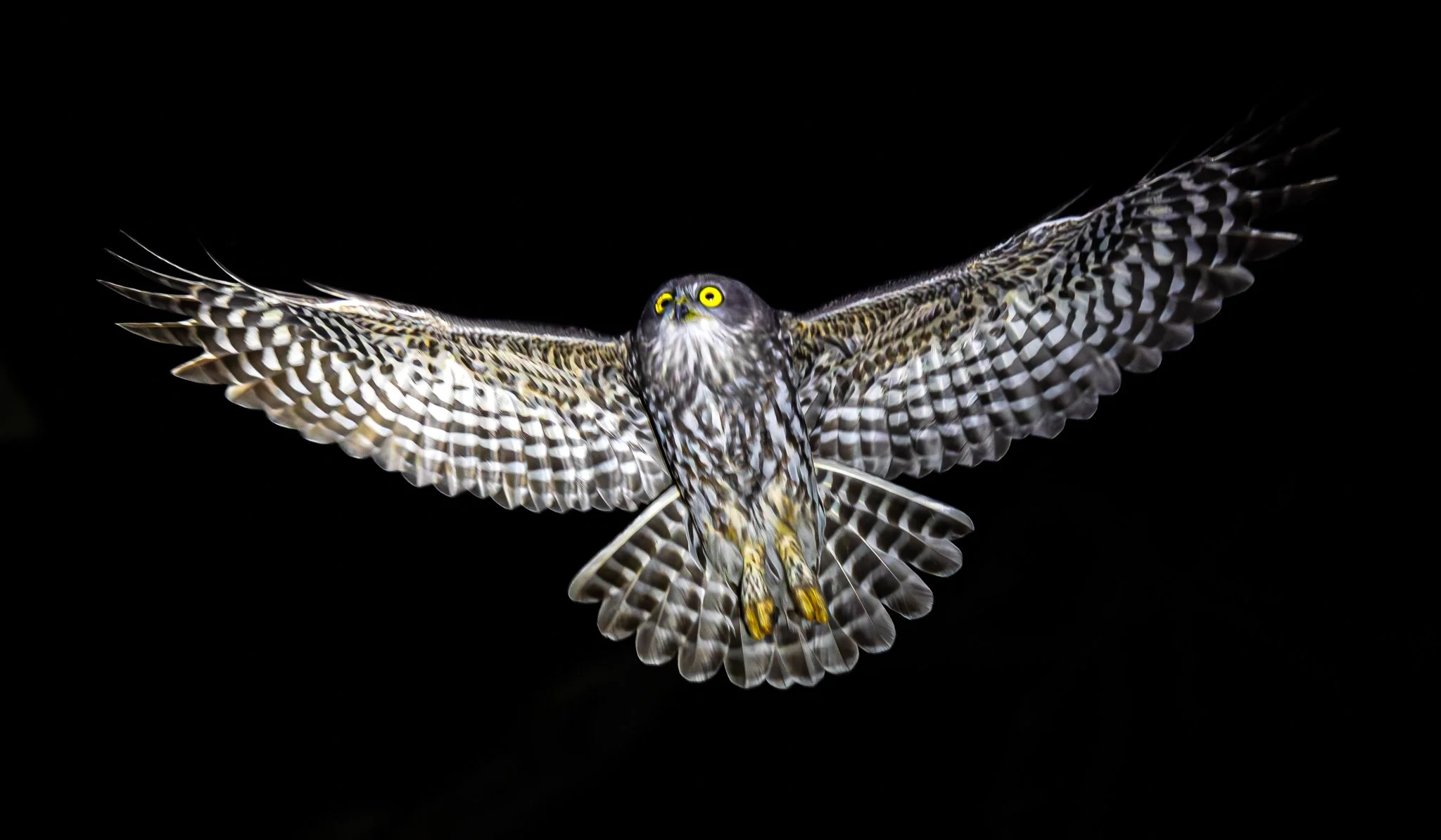 Barking Owl 005