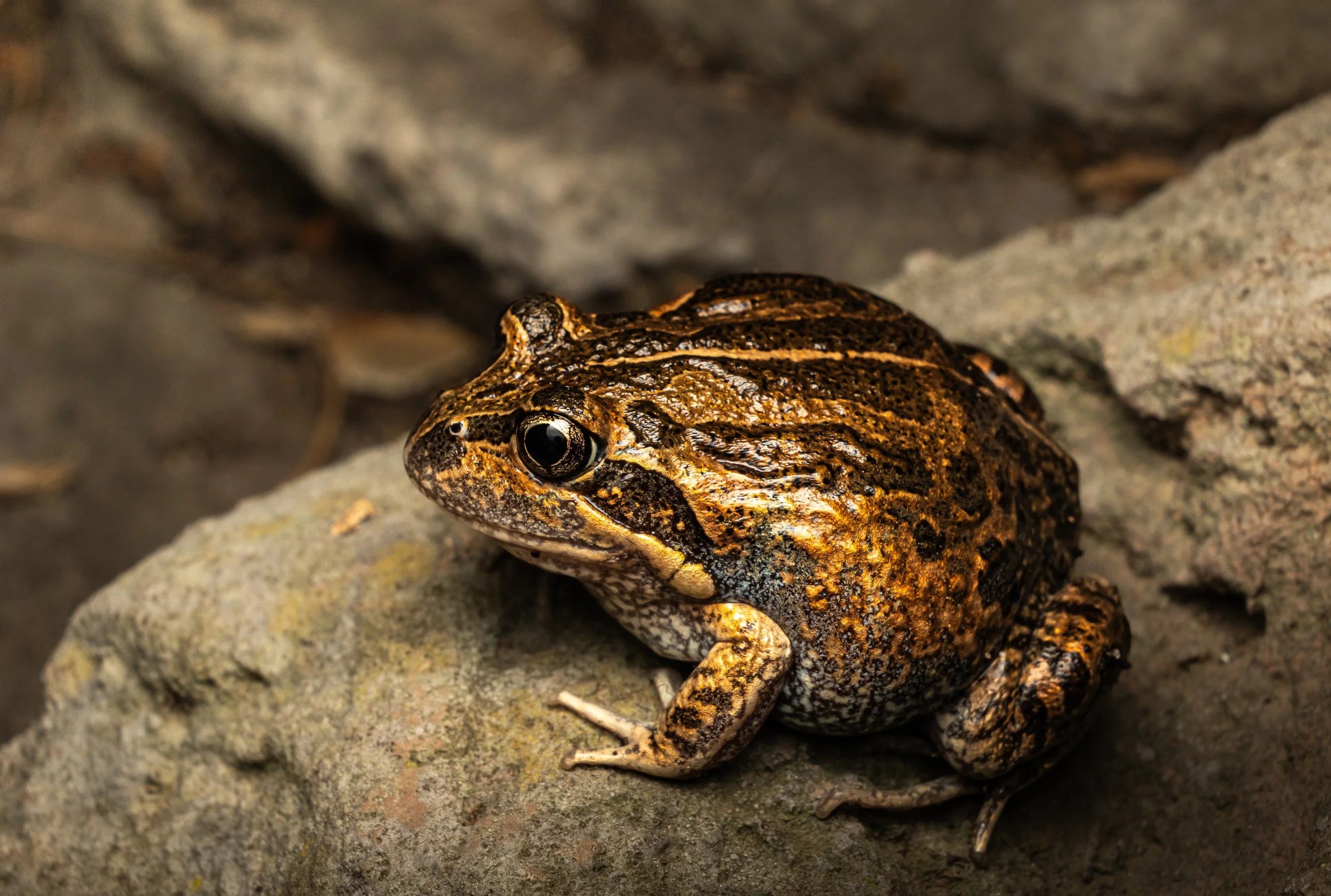 Eastern Banjo Frog 001