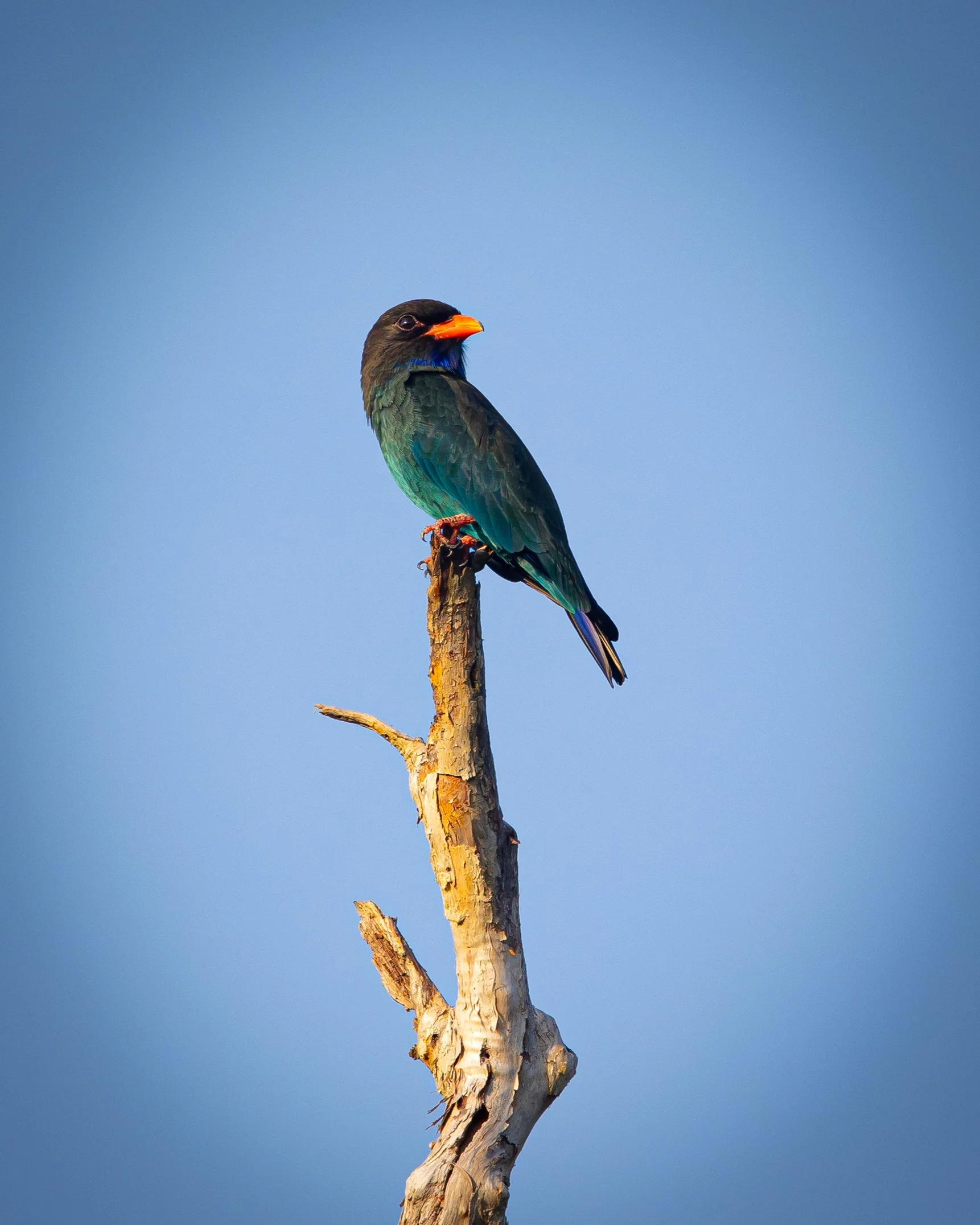 Dollarbird 001