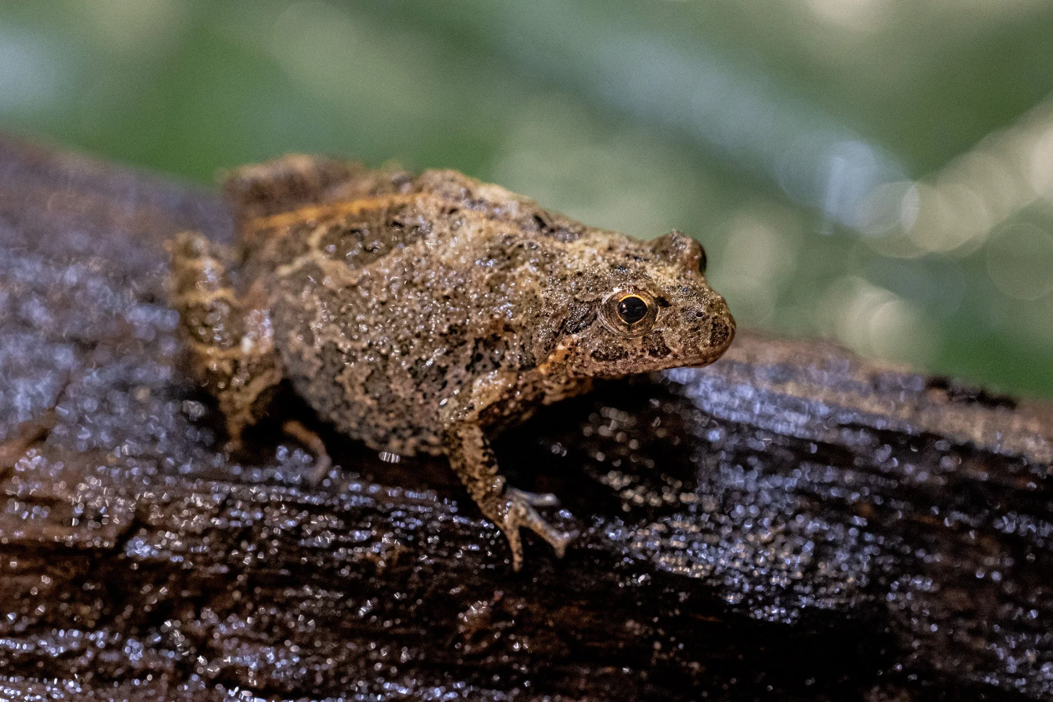 Spotted Marsh Frog 001