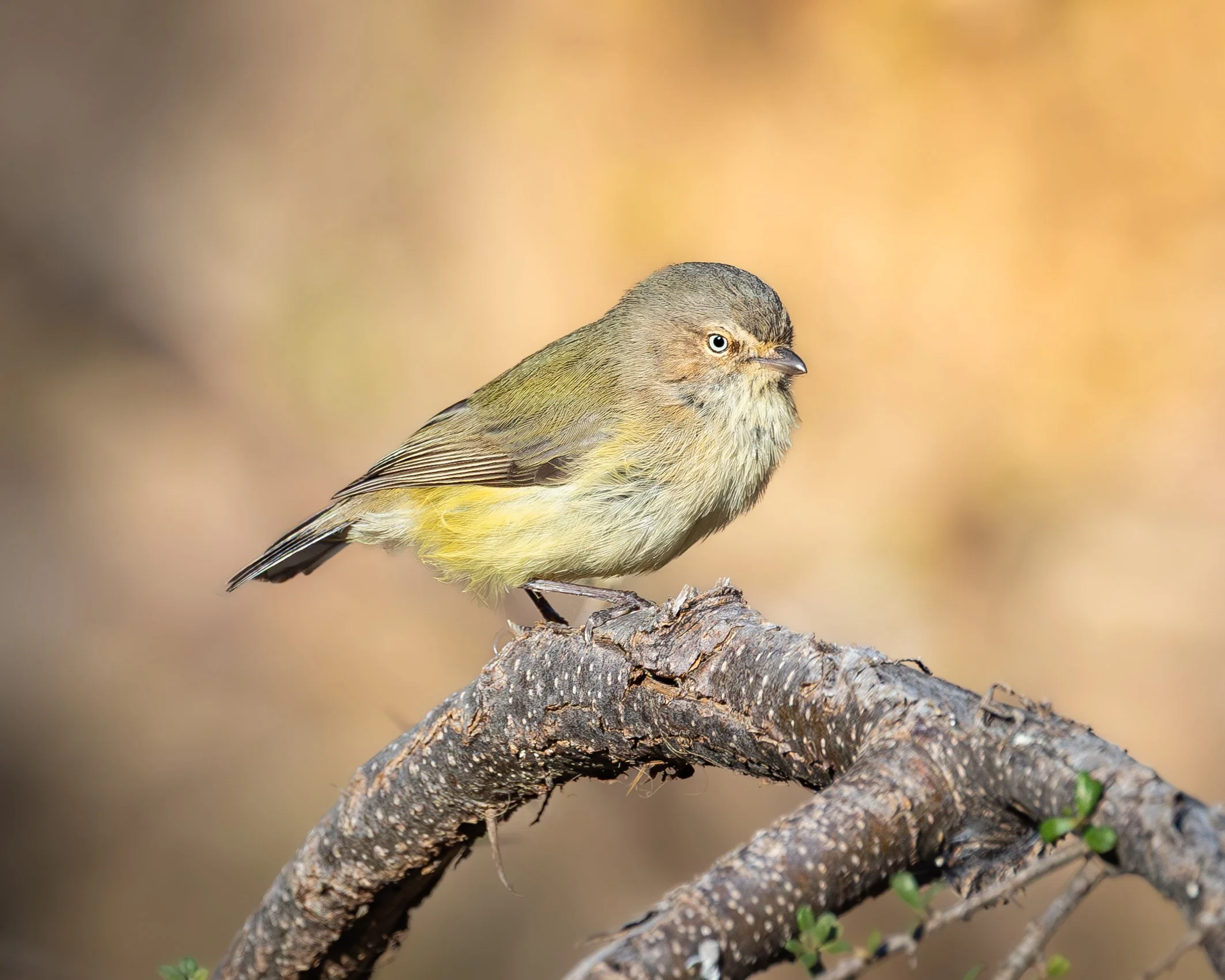 Weebill 003