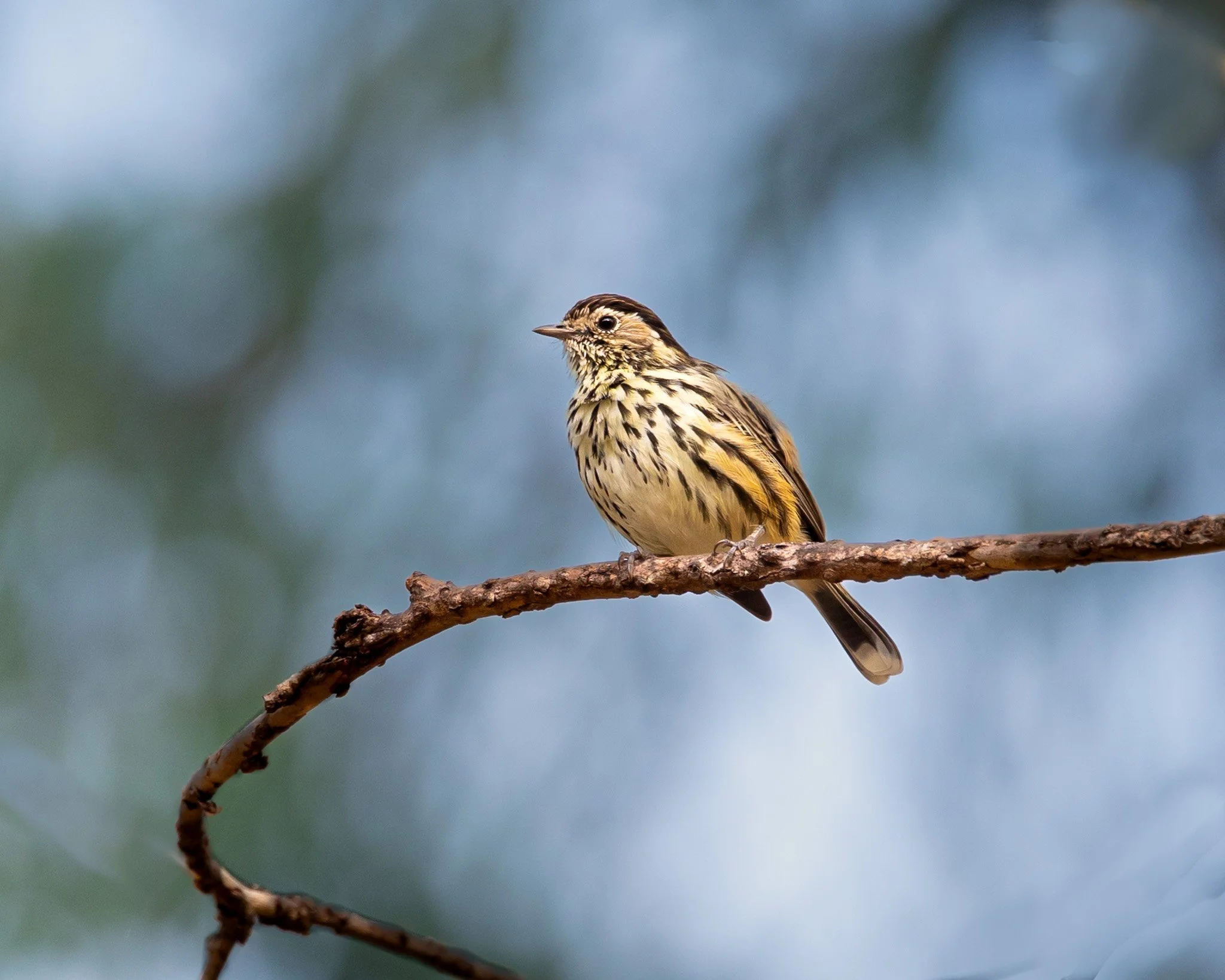Speckled Warbler 001