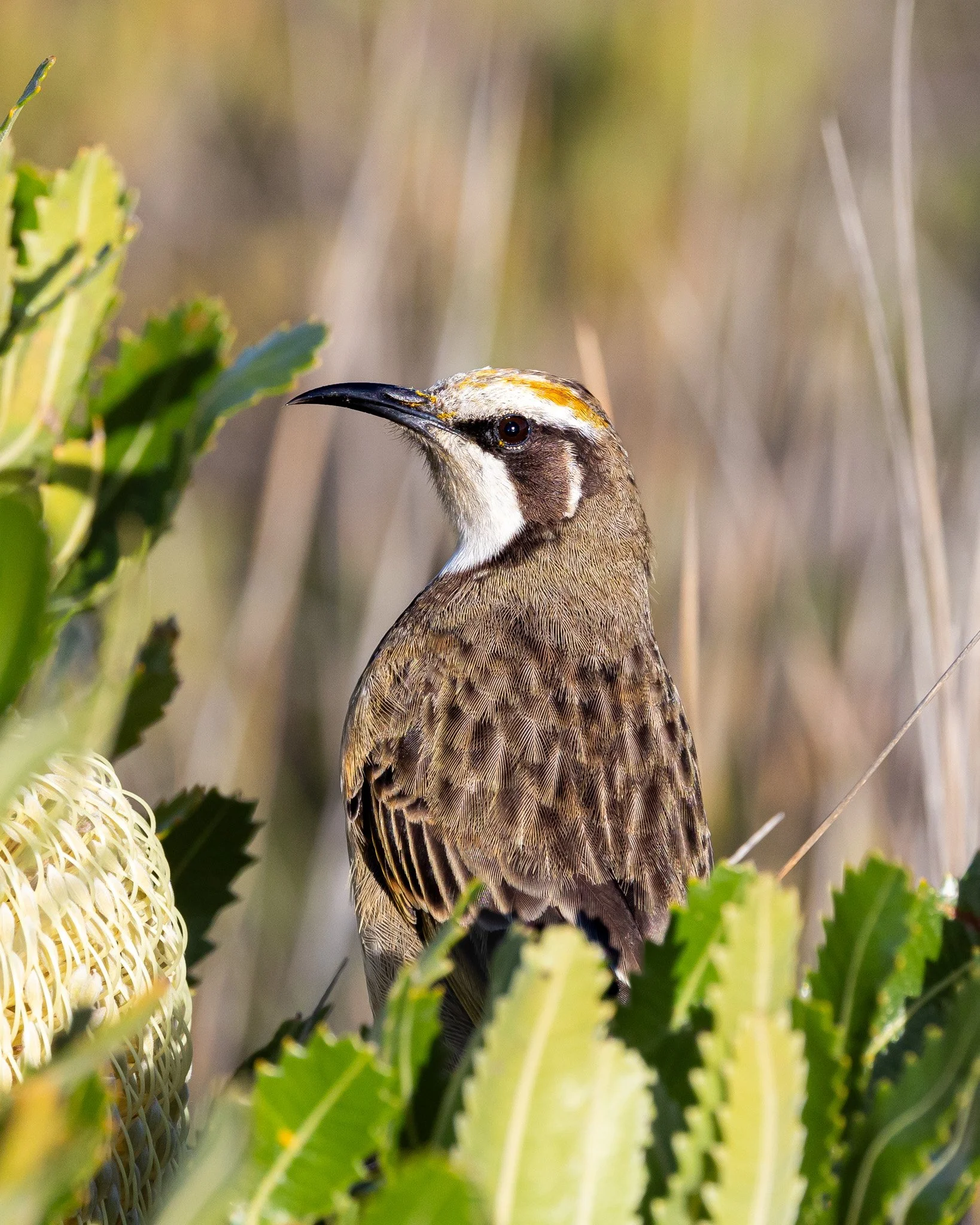 Tawny-crowned Honeyeater 002