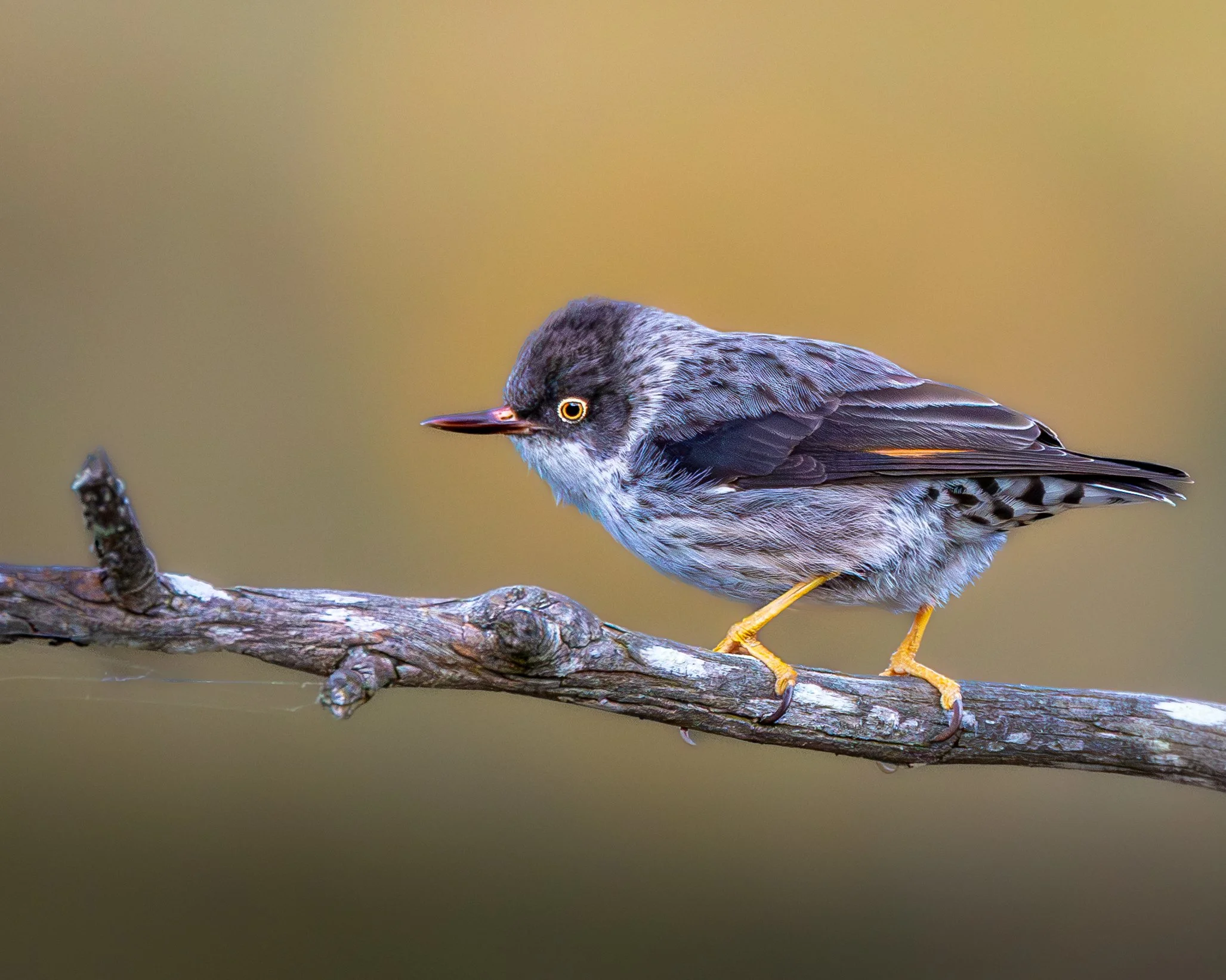 Varied Sittella 006